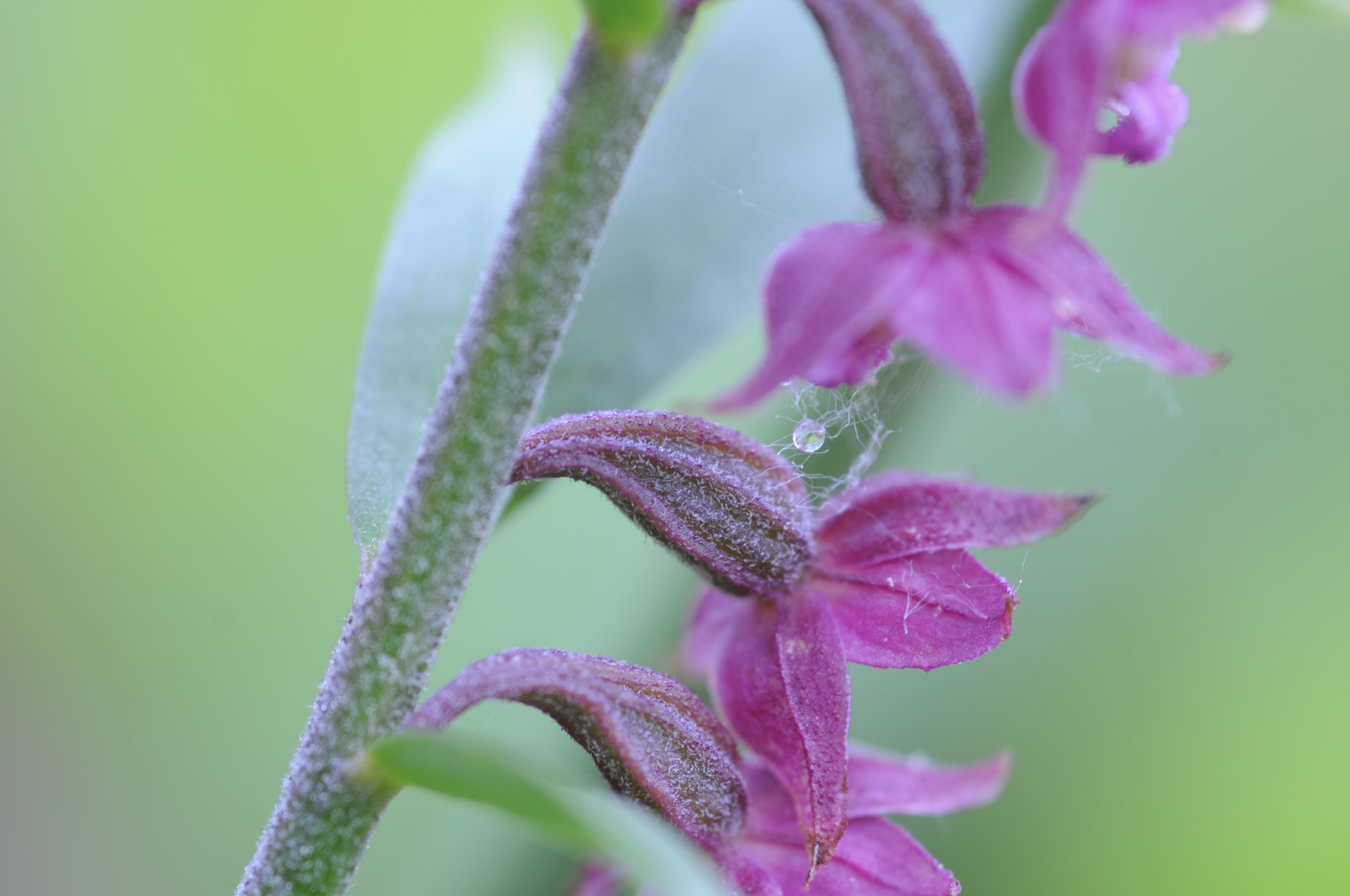 : Epipactis atrorubens.