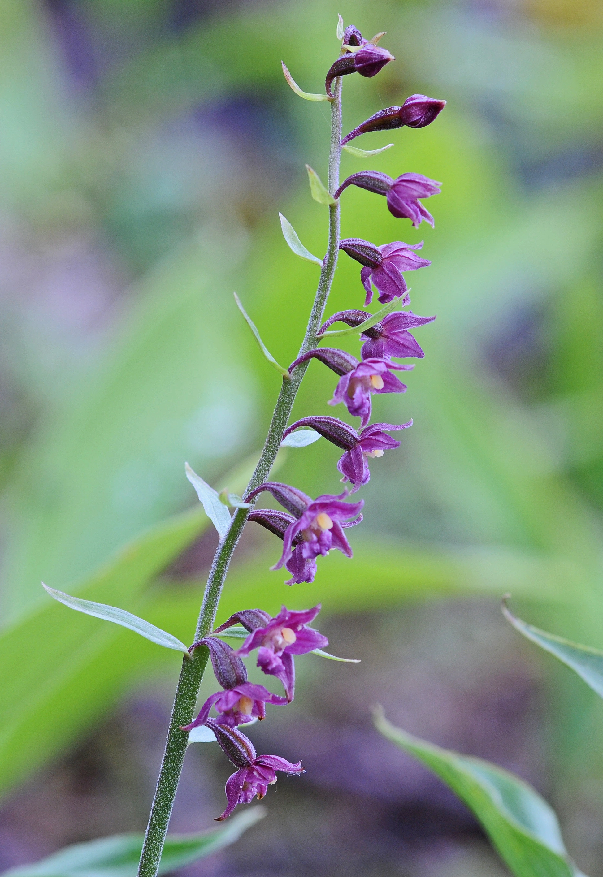 : Epipactis atrorubens.