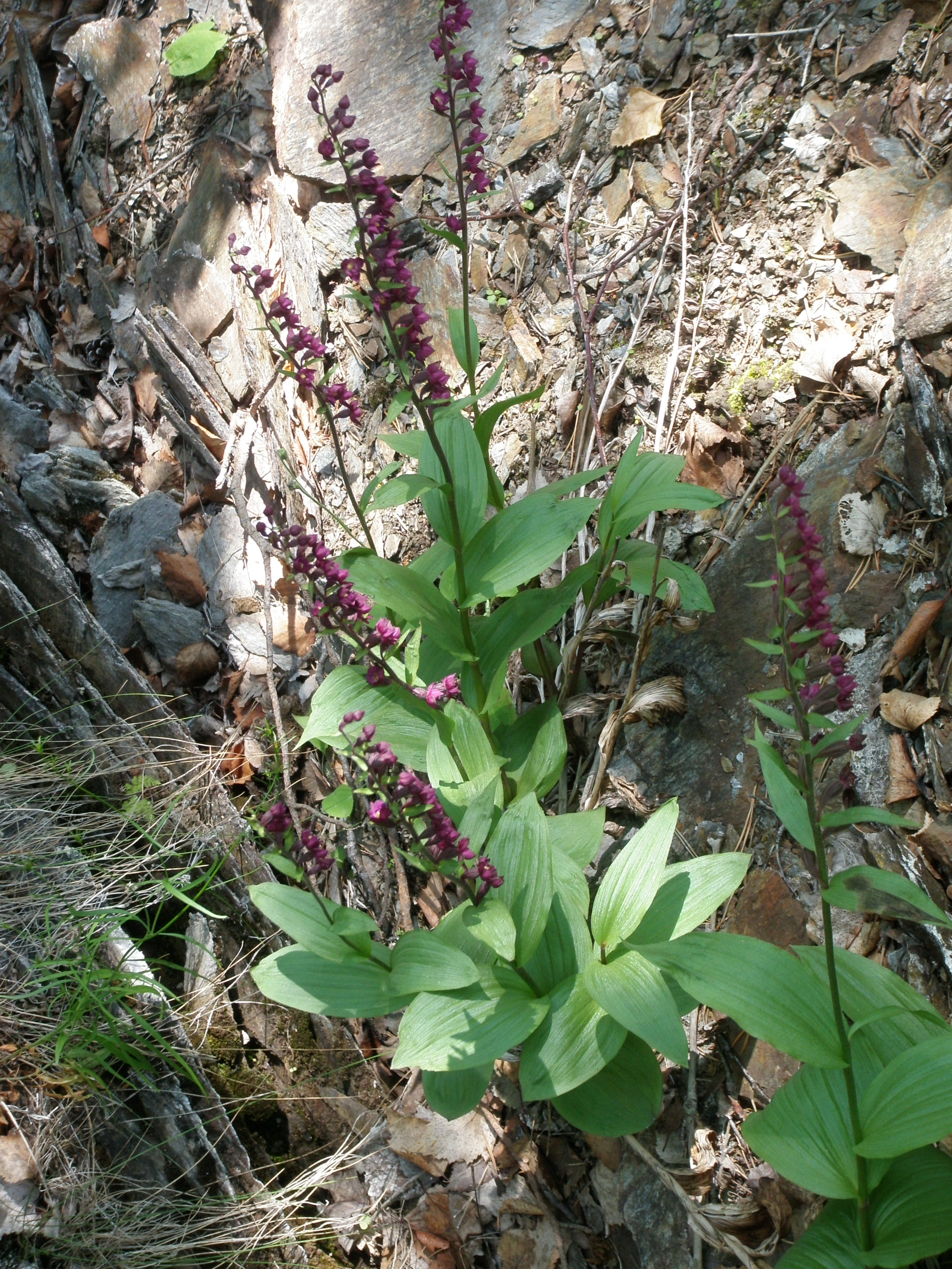 : Epipactis atrorubens.