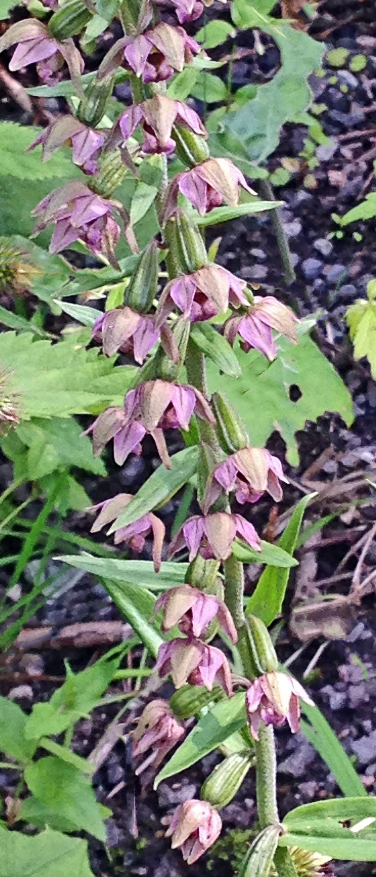 : Epipactis helleborine helleborine.