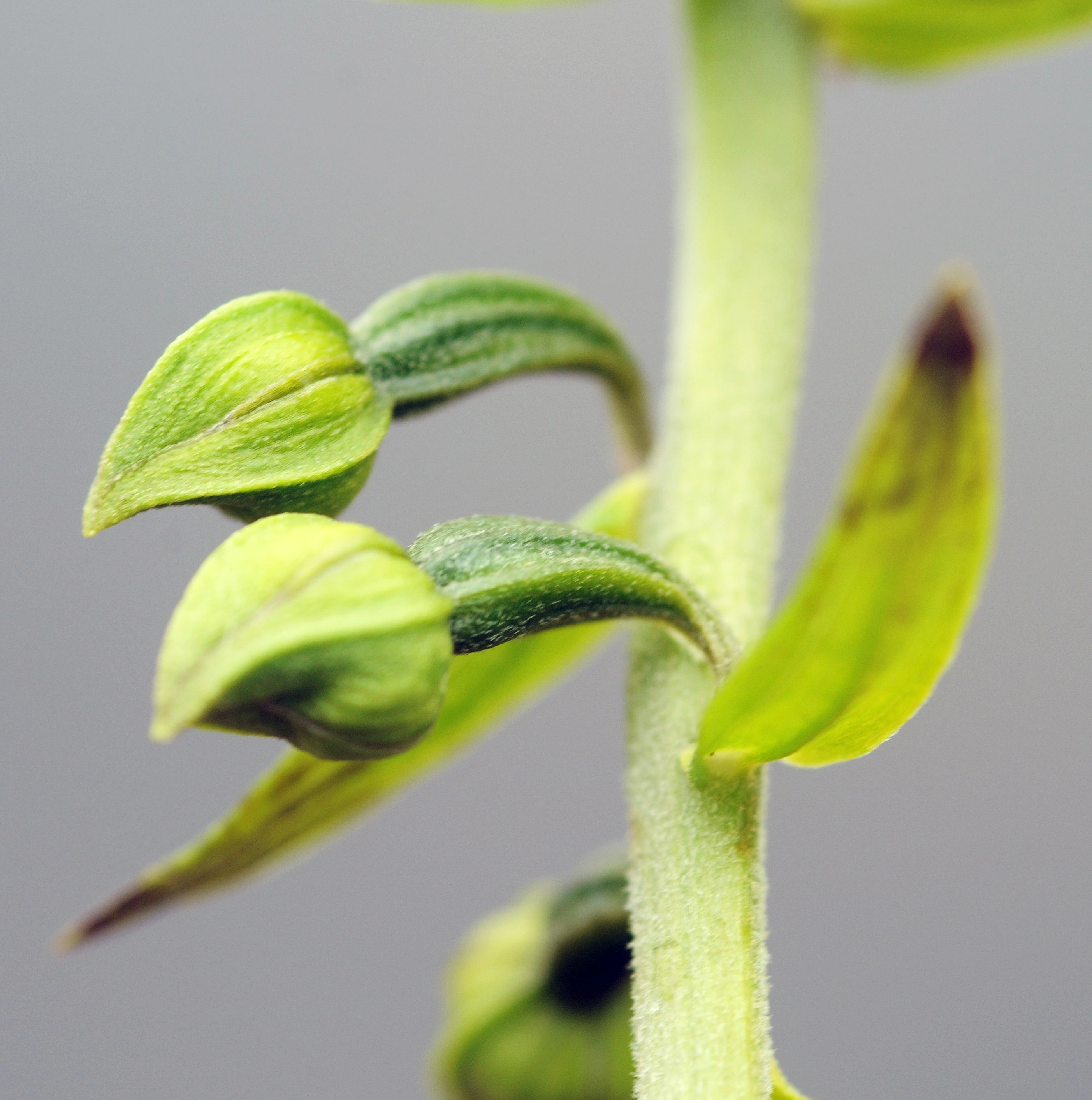 : Epipactis helleborine helleborine.