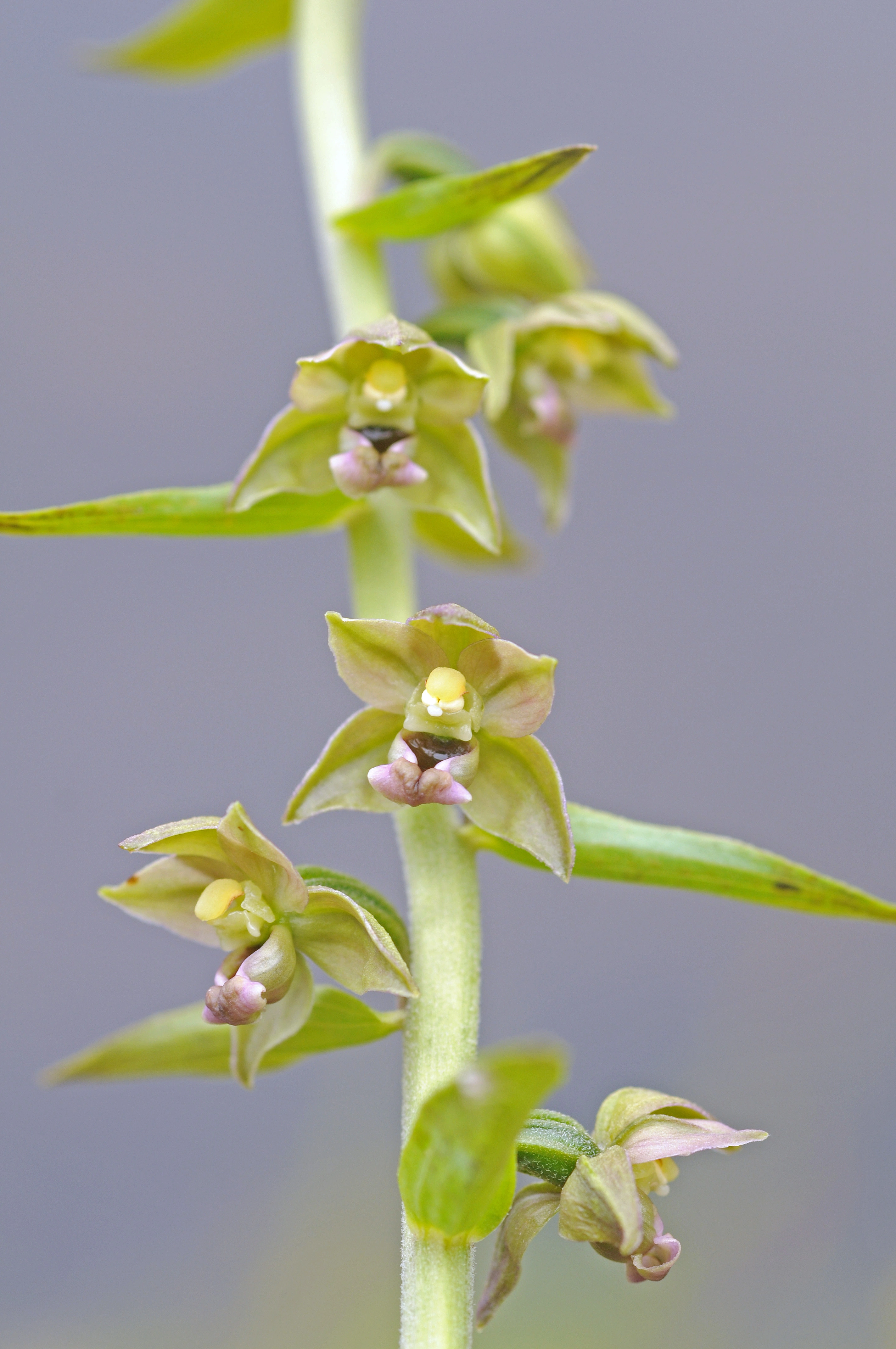 : Epipactis helleborine helleborine.