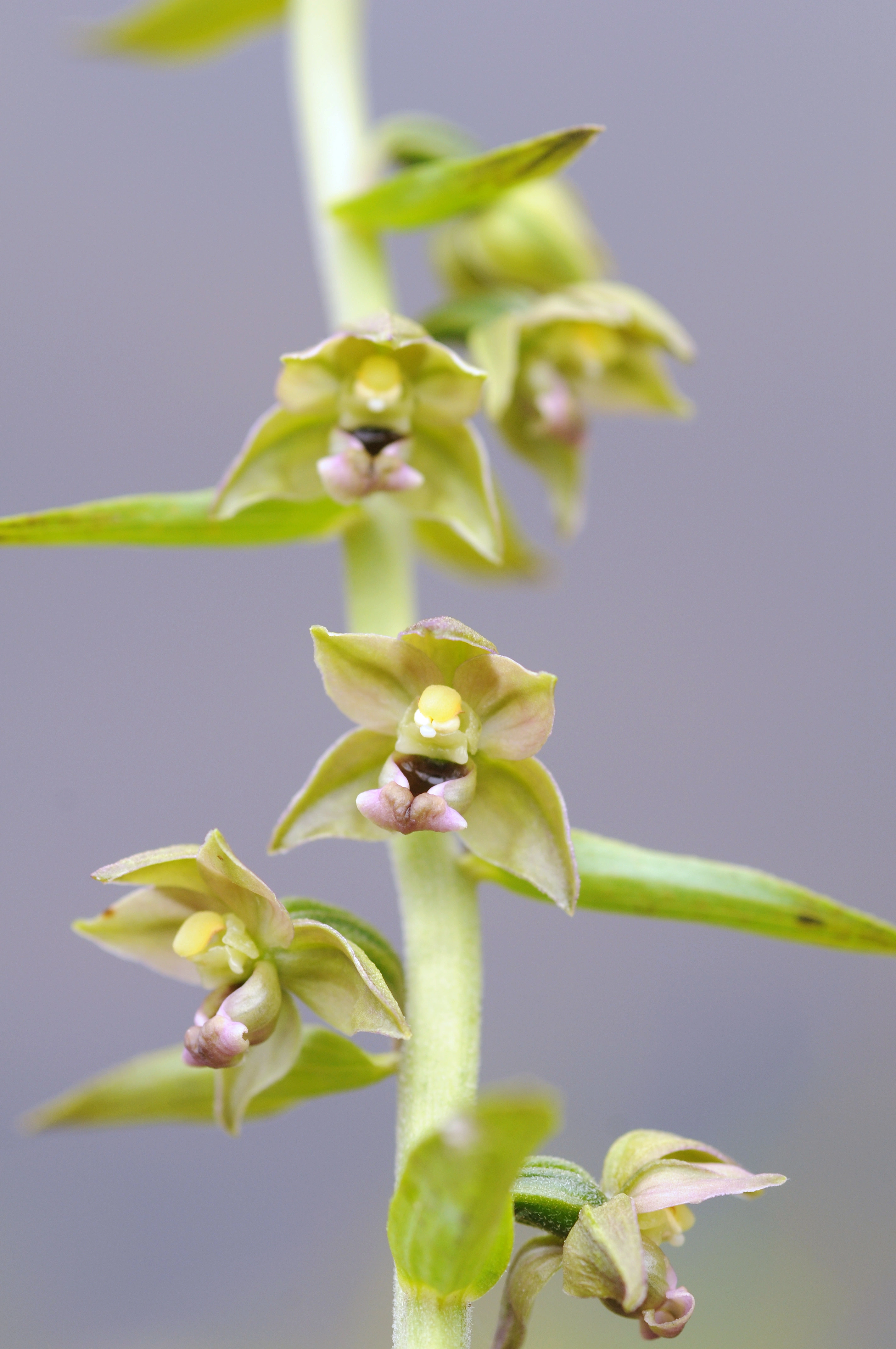 : Epipactis helleborine helleborine.