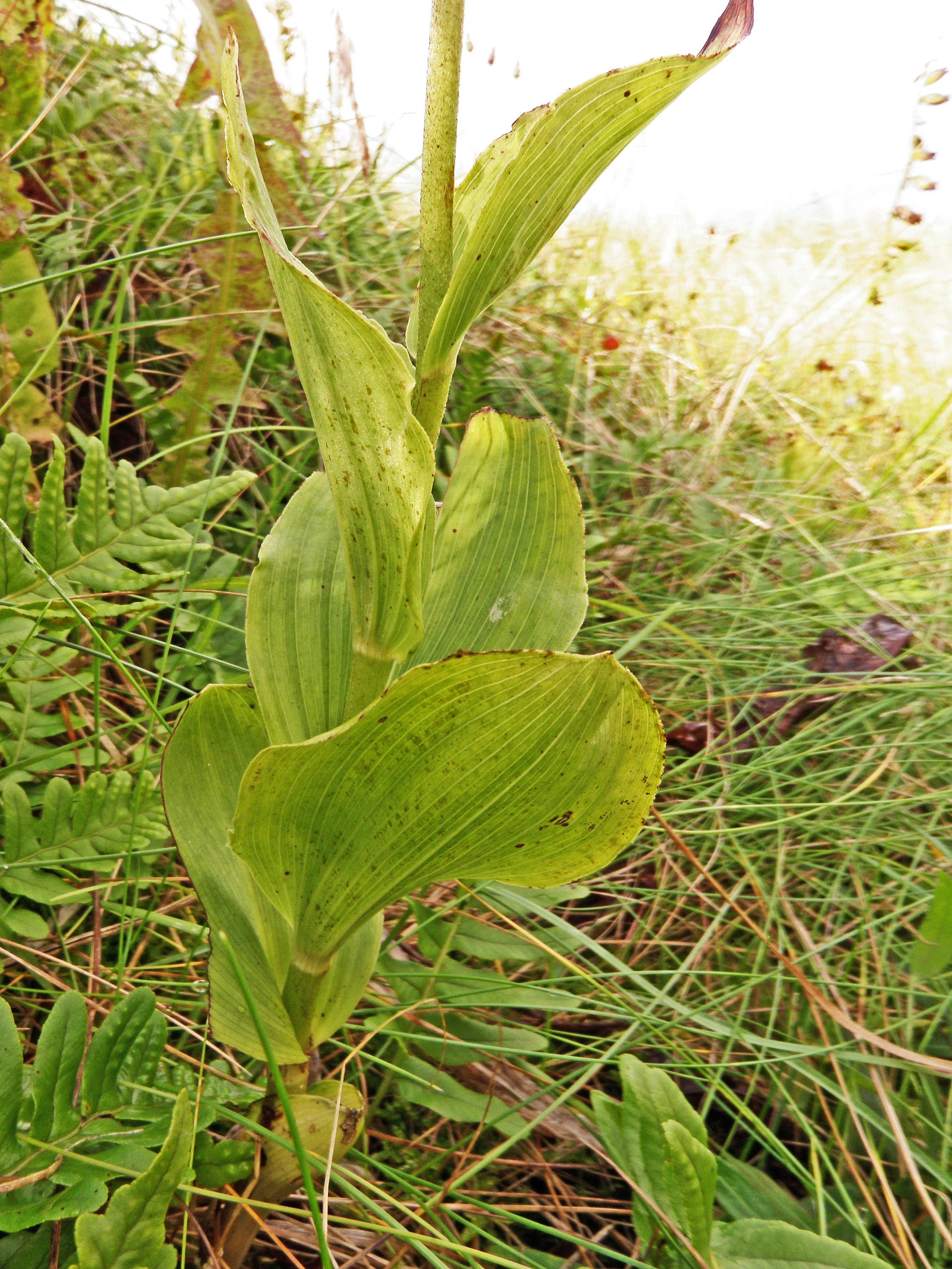 : Epipactis helleborine neerlandica.