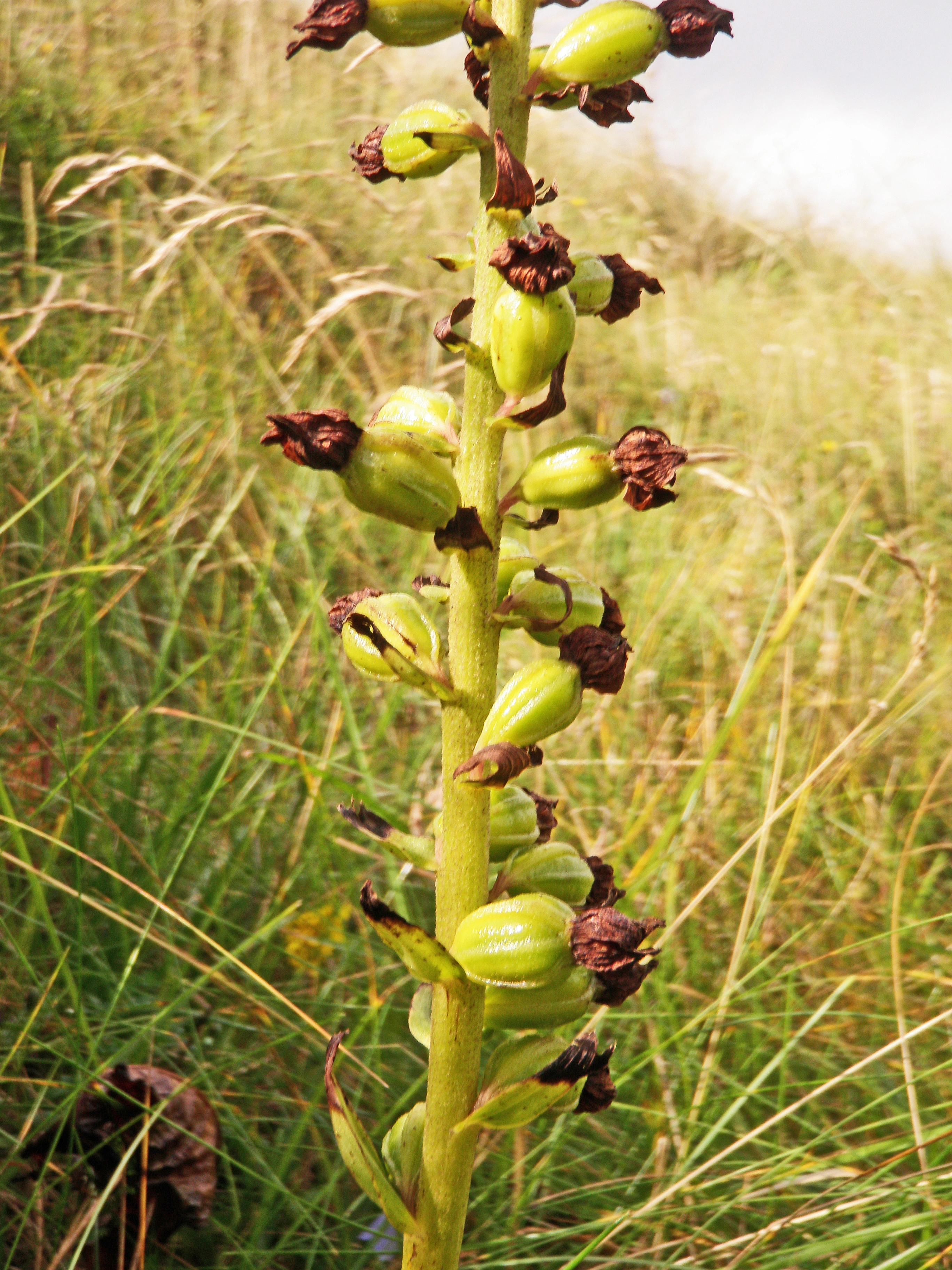 : Epipactis helleborine neerlandica.