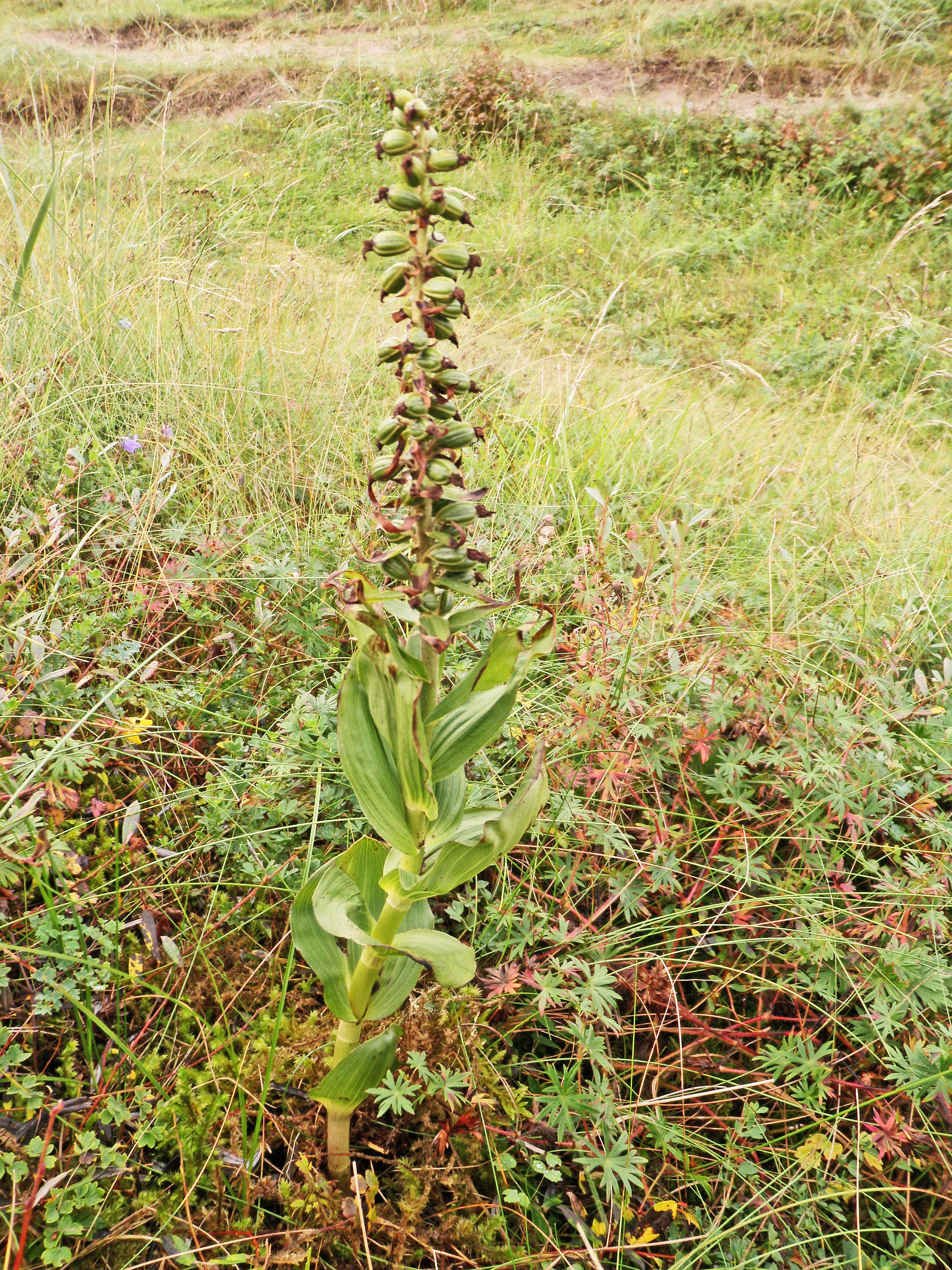 : Epipactis helleborine neerlandica.