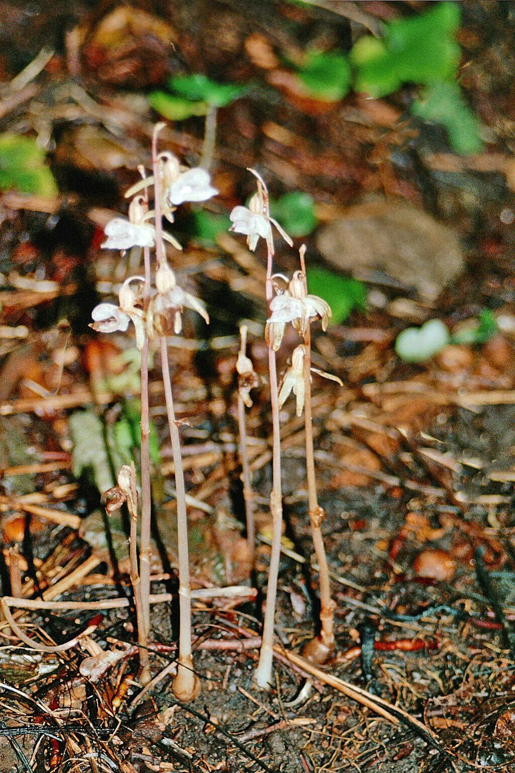 : Epipogium aphyllum.