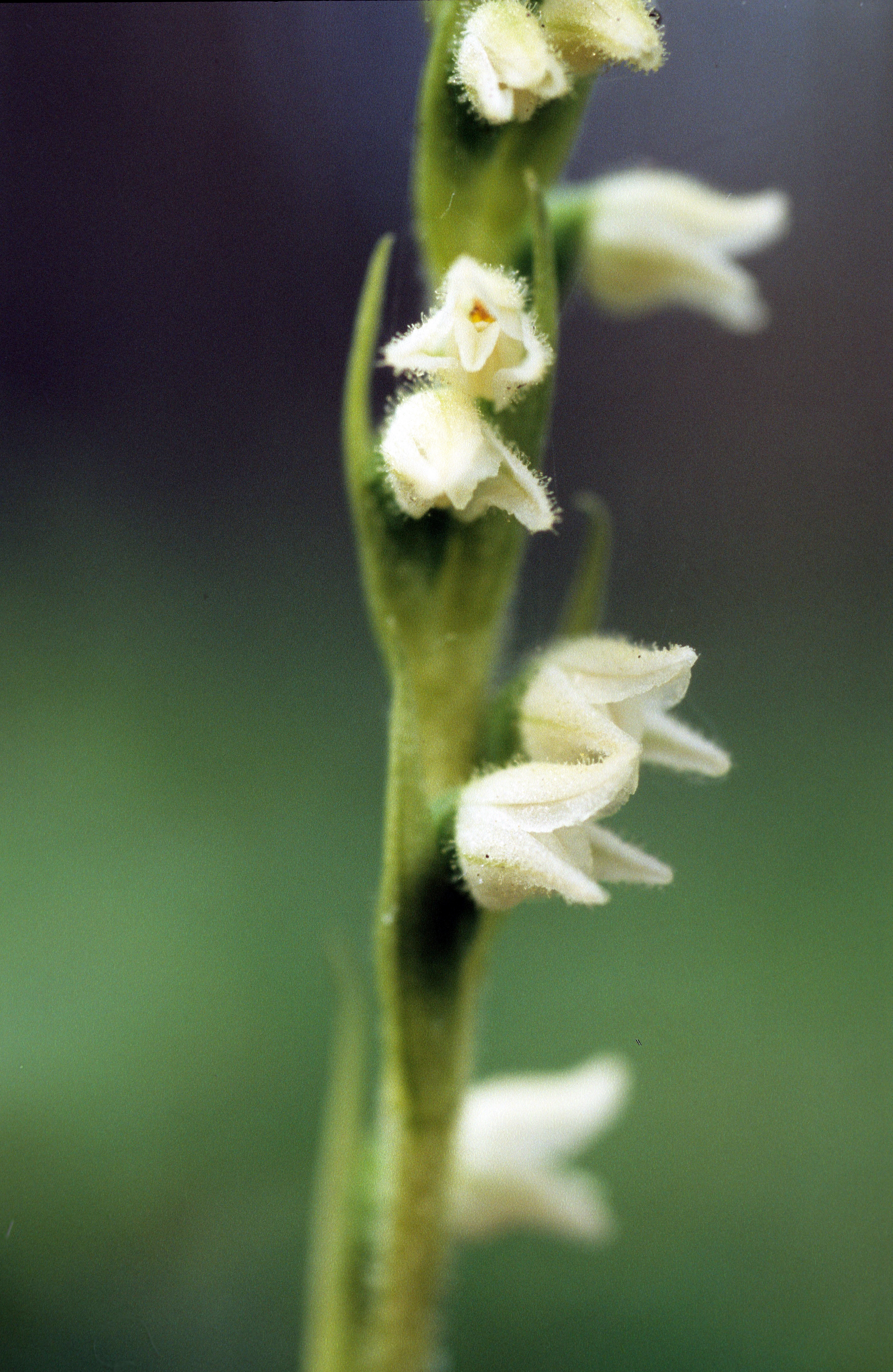 : Goodyera repens.