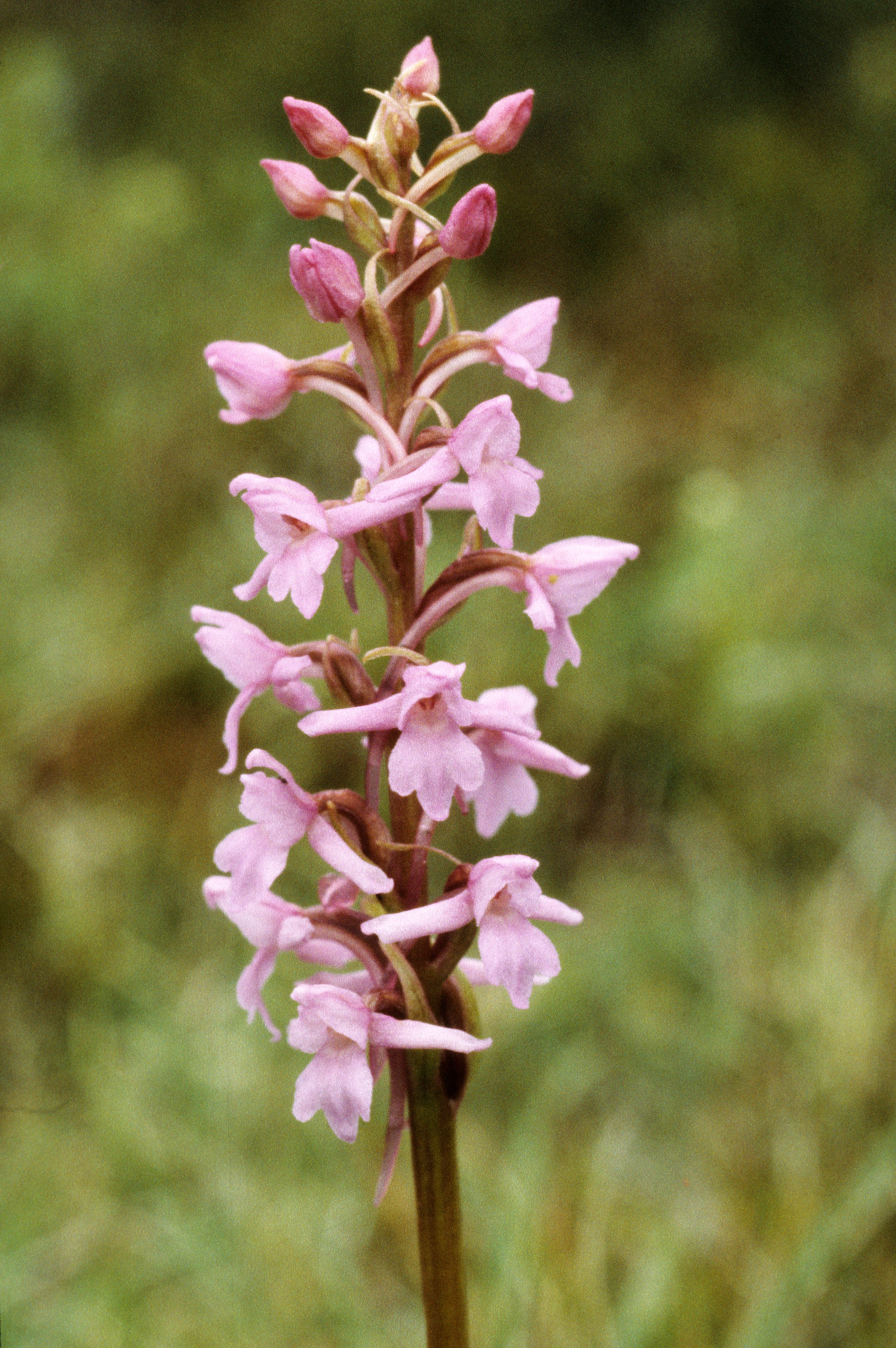 : Gymnadenia conopsea.