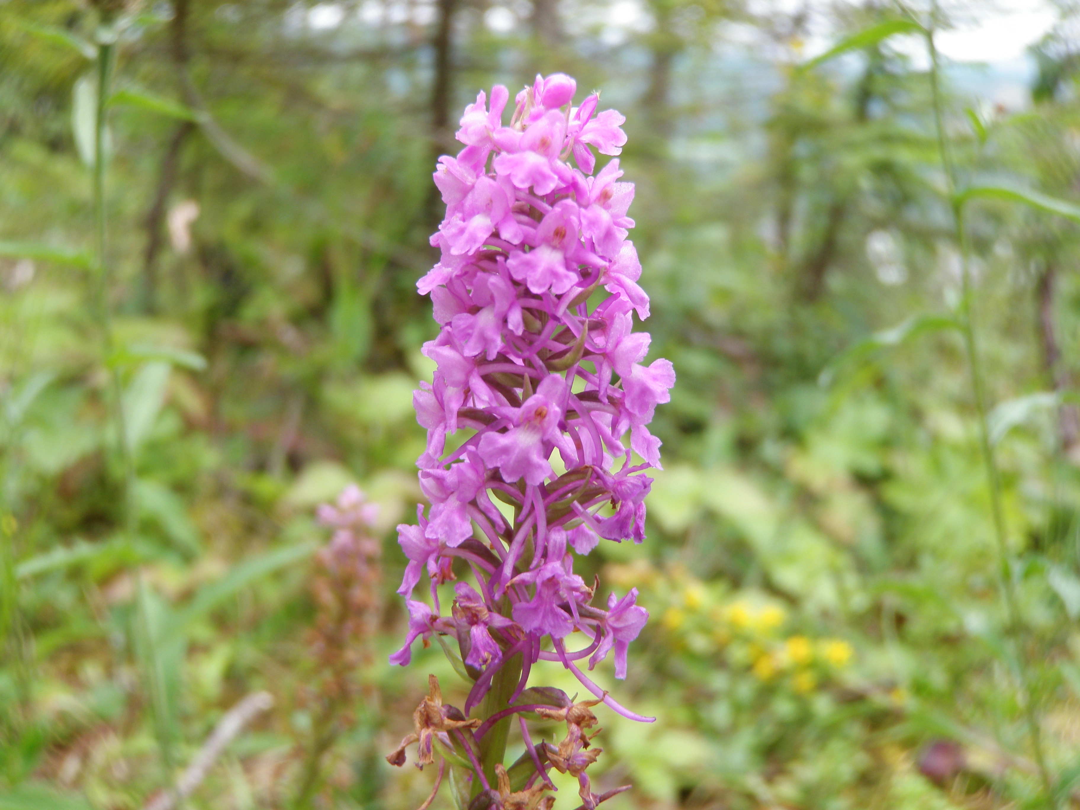 : Gymnadenia densiflora.