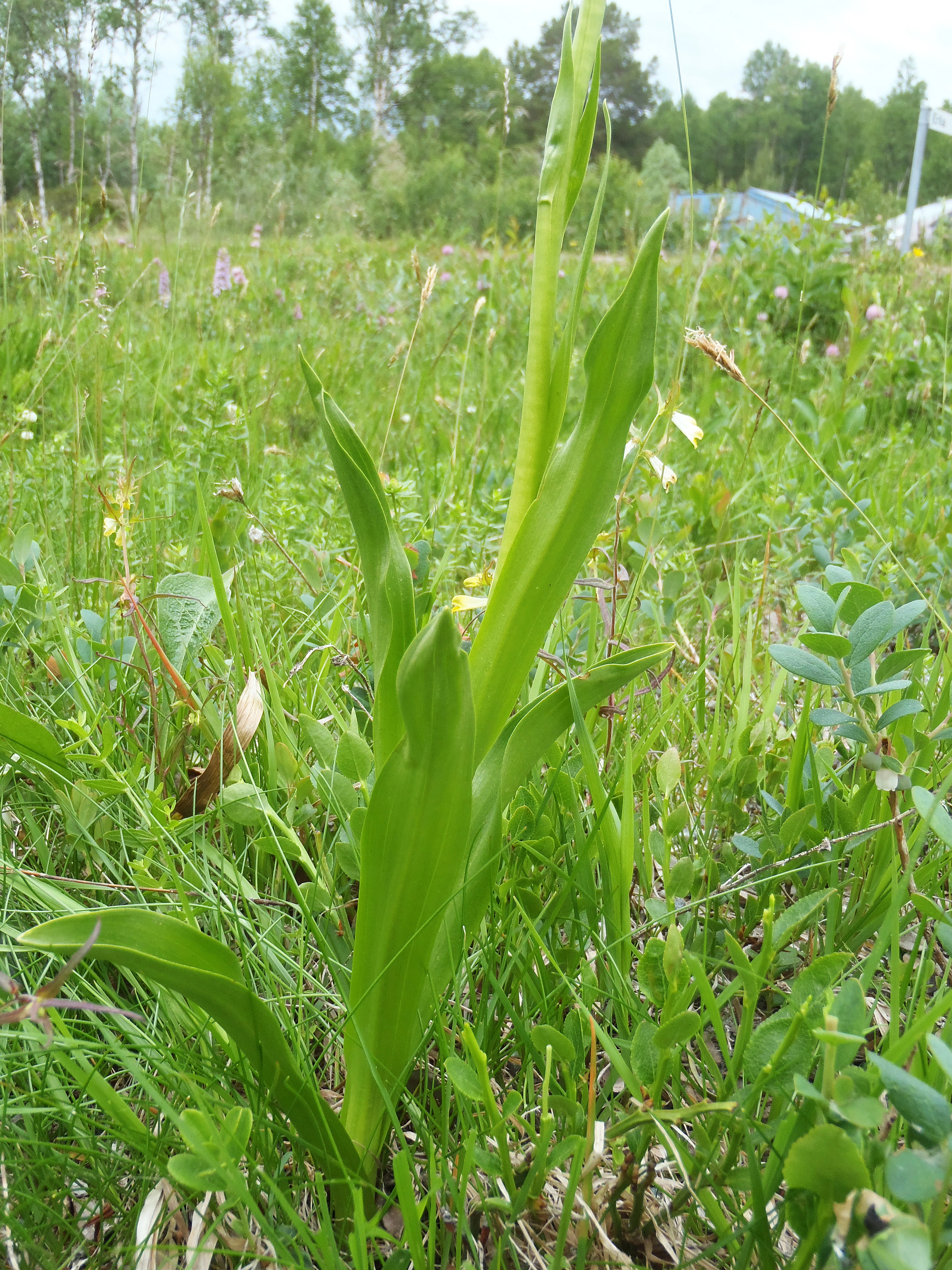 : Gymnadenia densiflora.