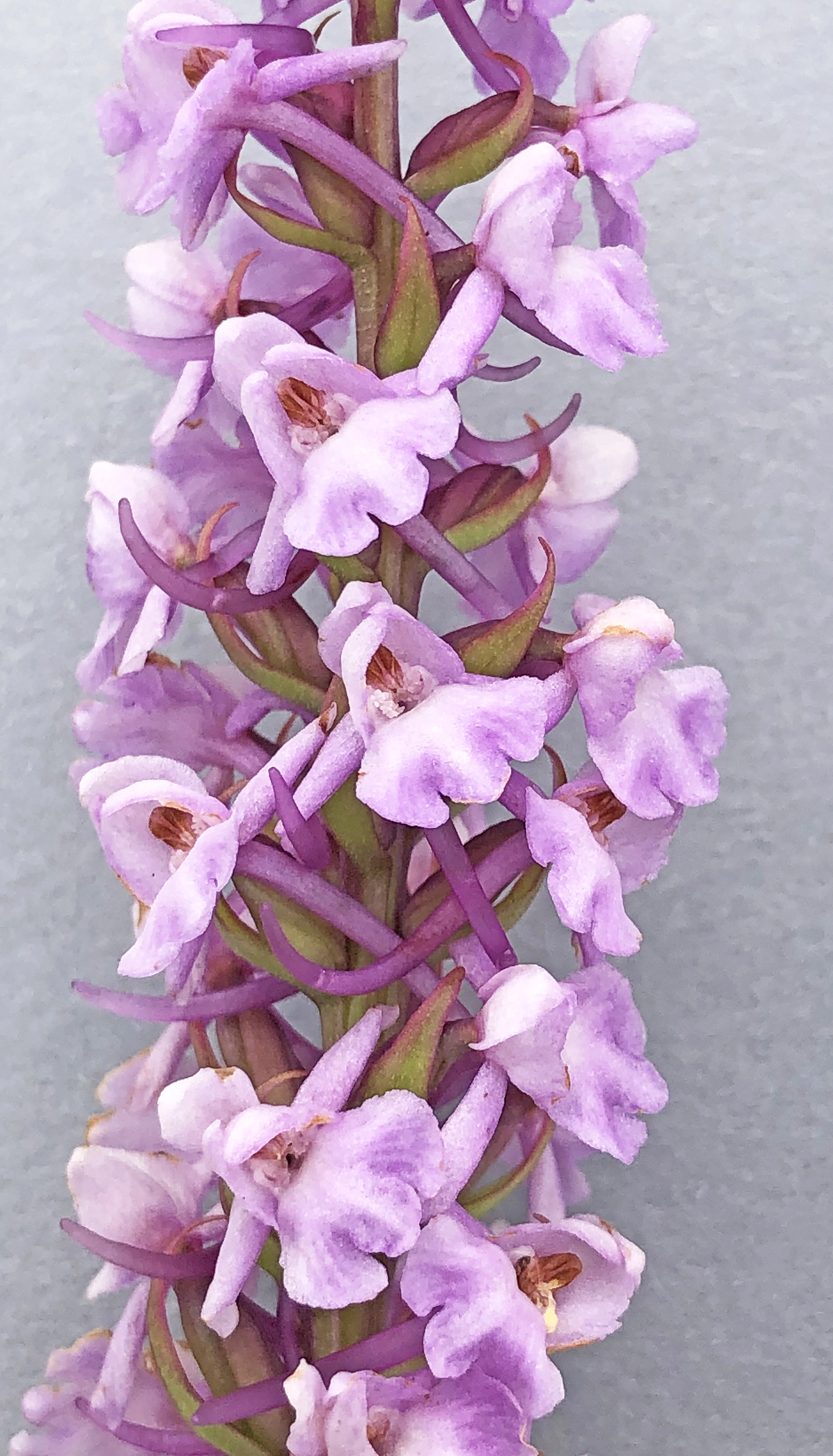 : Gymnadenia densiflora.