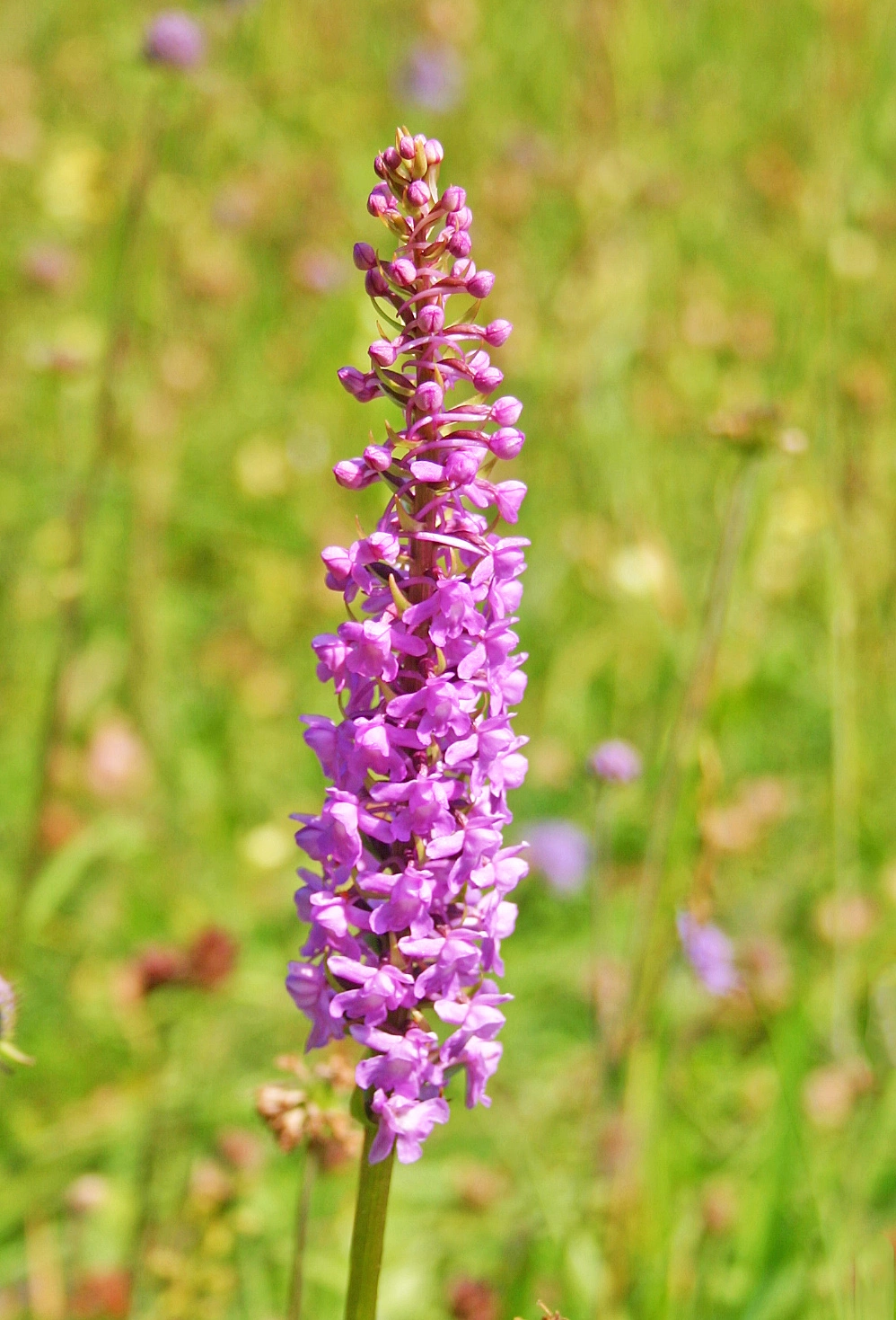 : Gymnadenia densiflora.