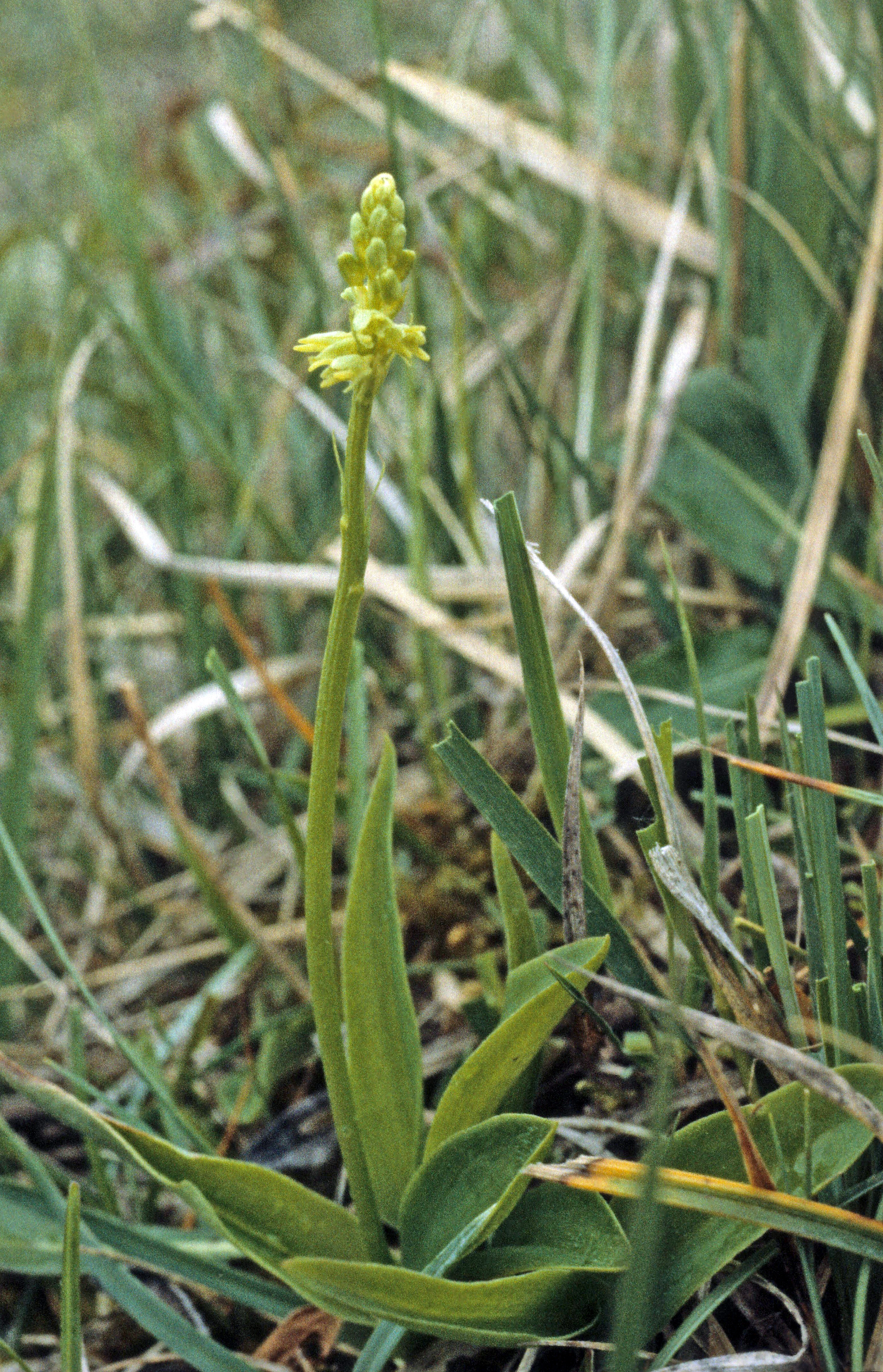 : Herminium monorchis.