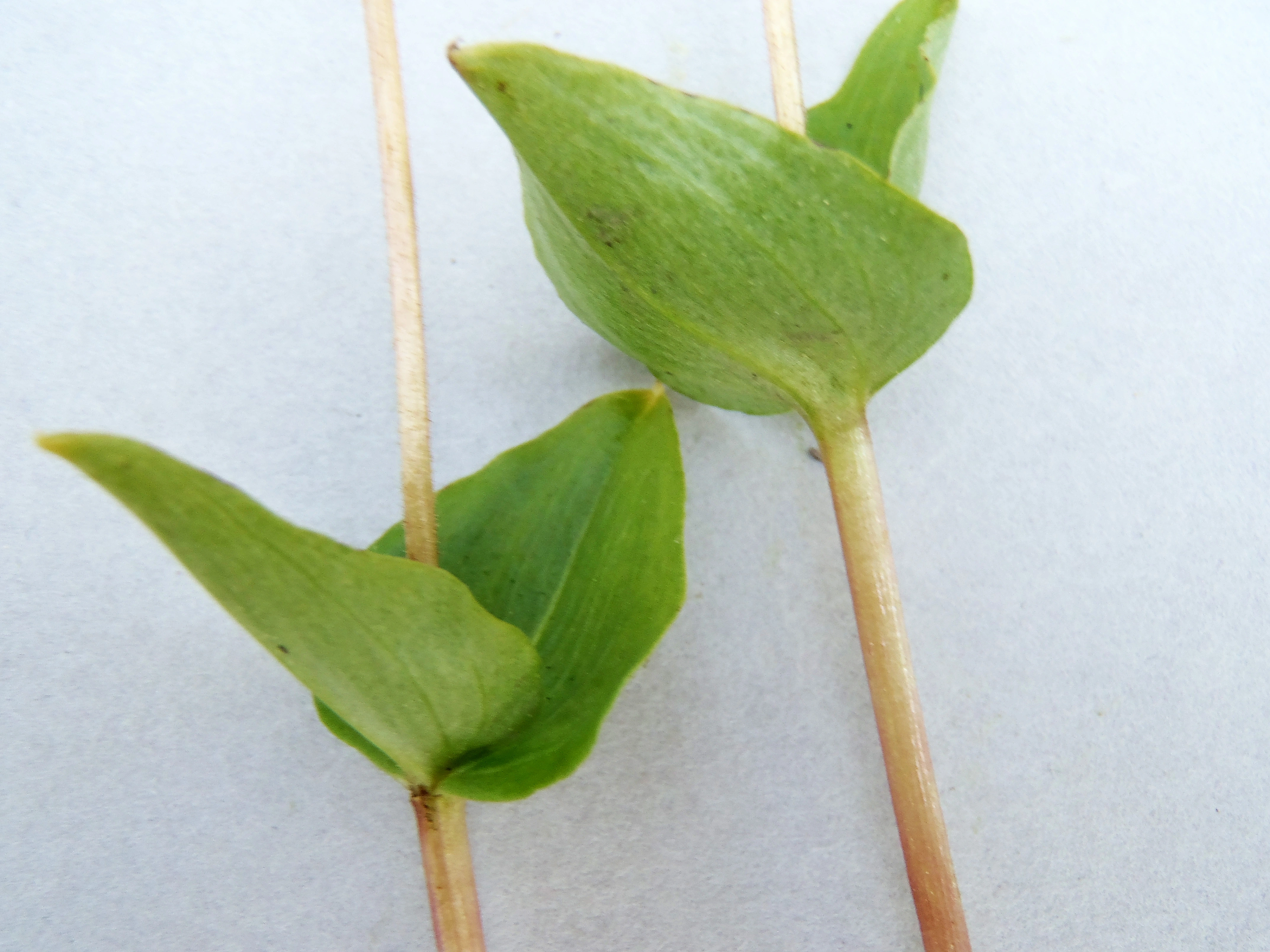 : Neottia cordata.