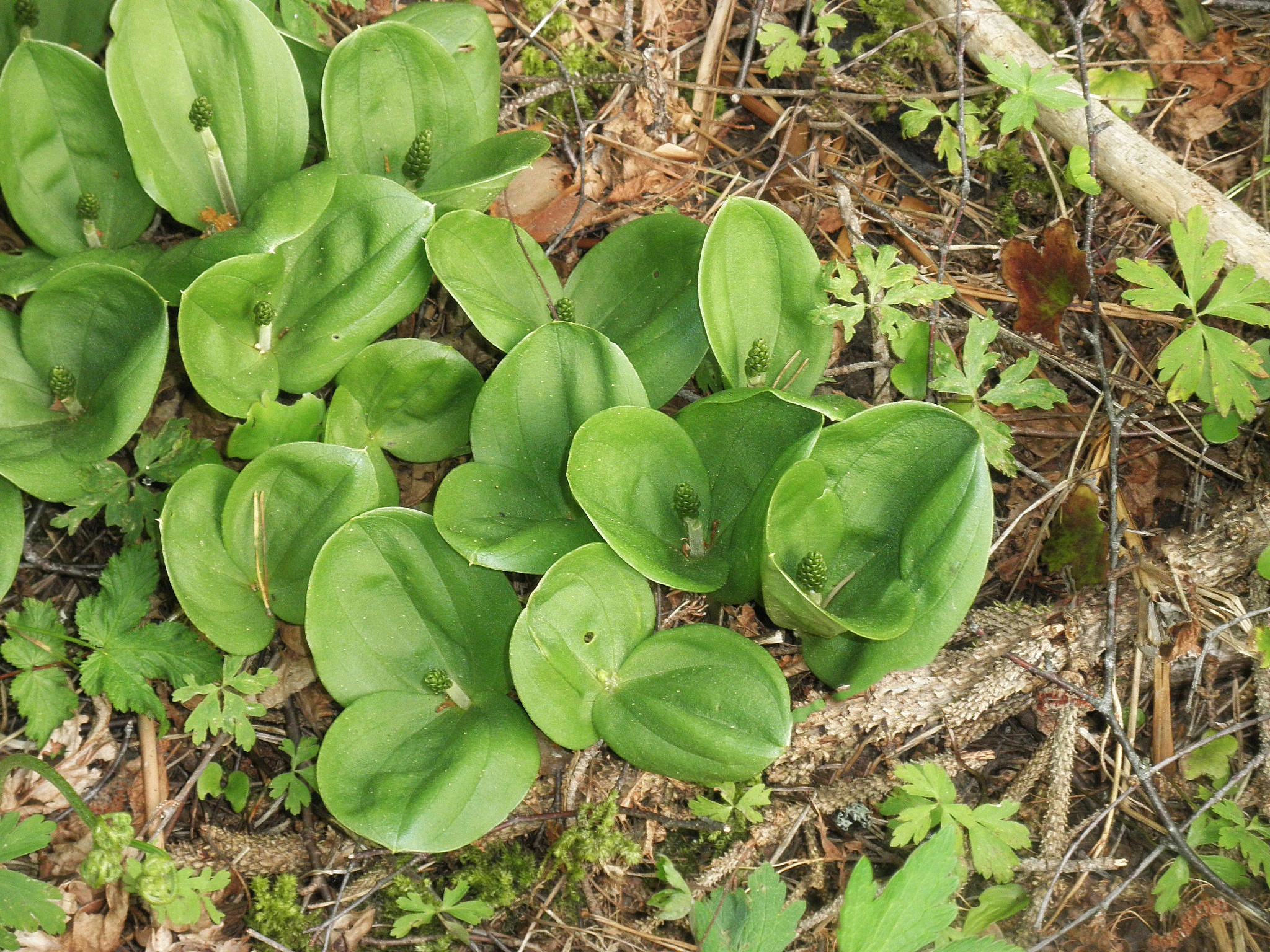 : Neottia ovata.