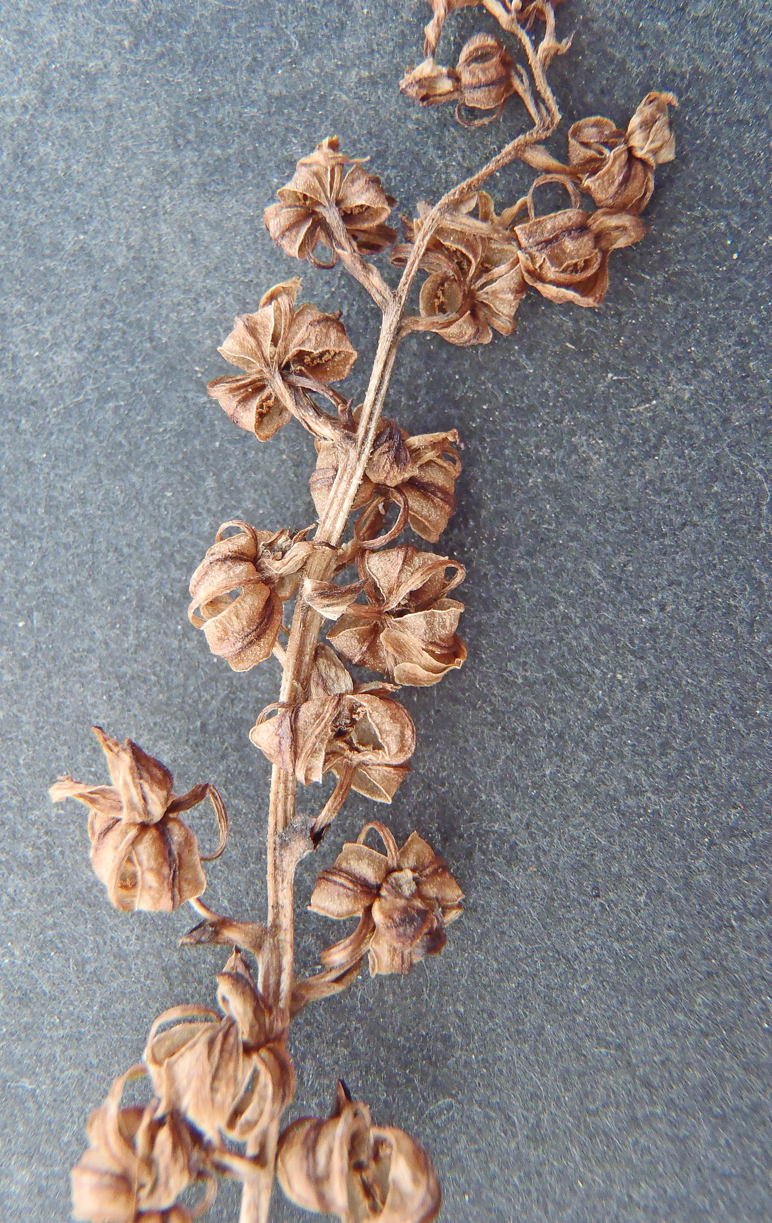 : Neottia ovata.