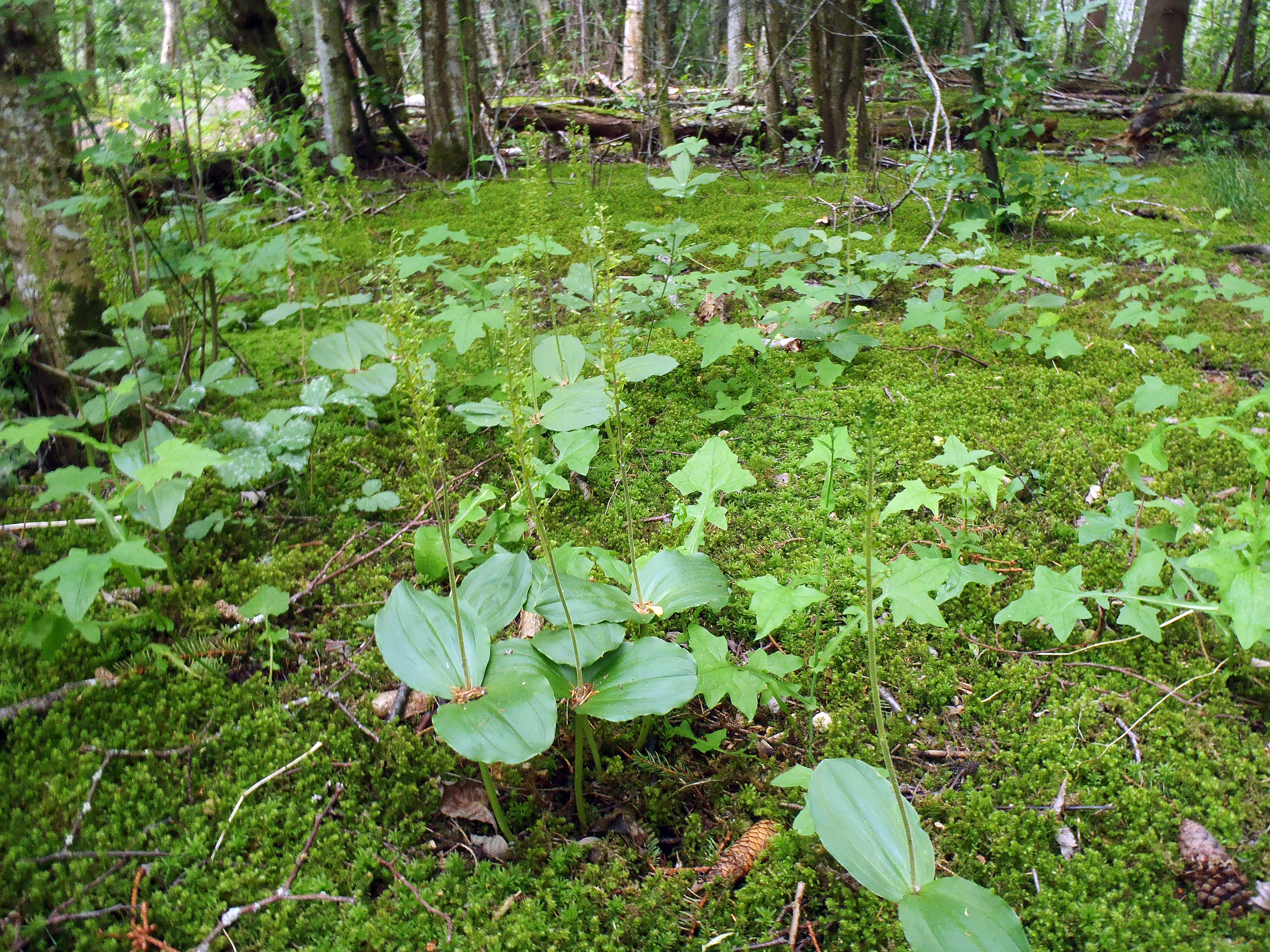 : Neottia ovata.