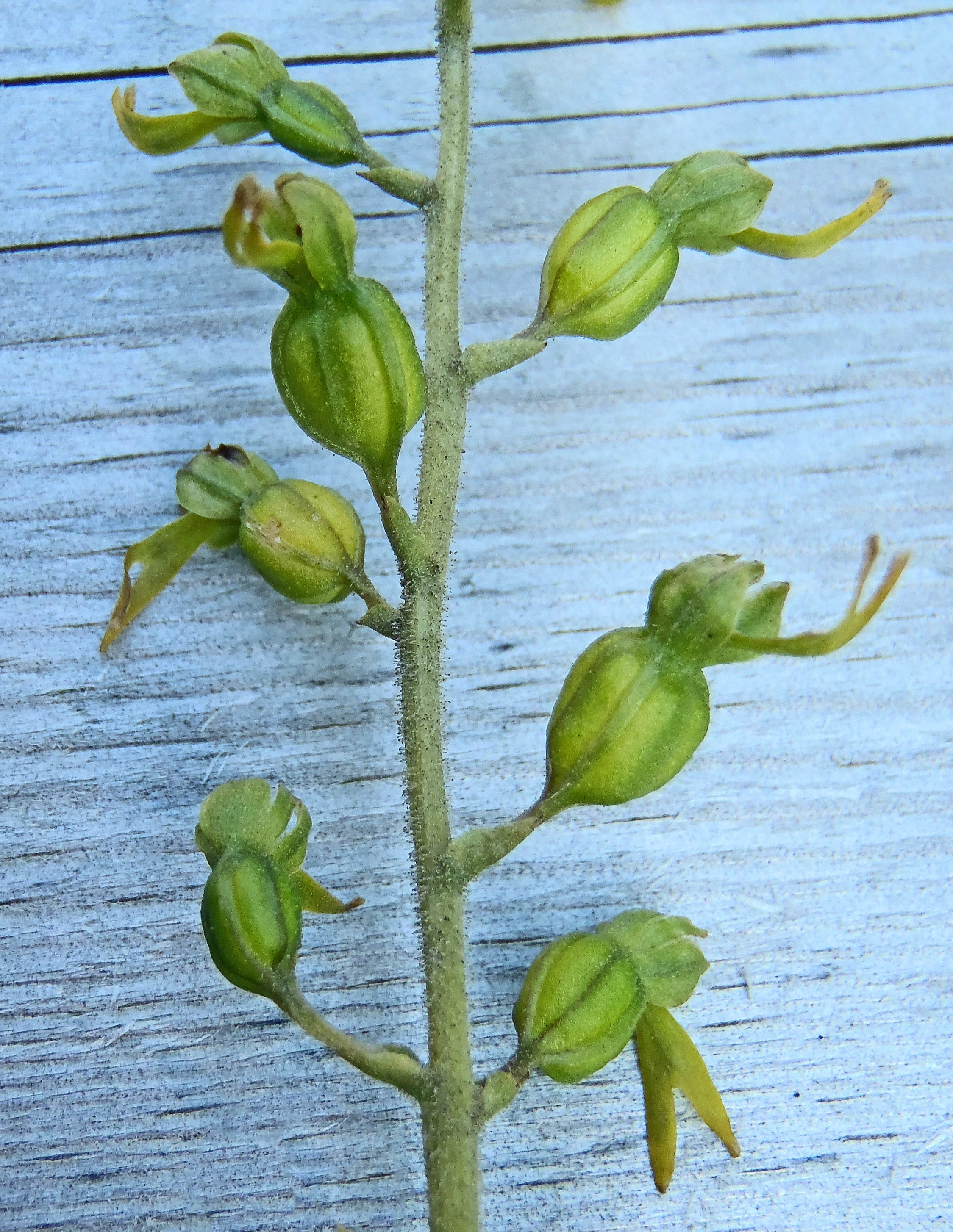 : Neottia ovata.