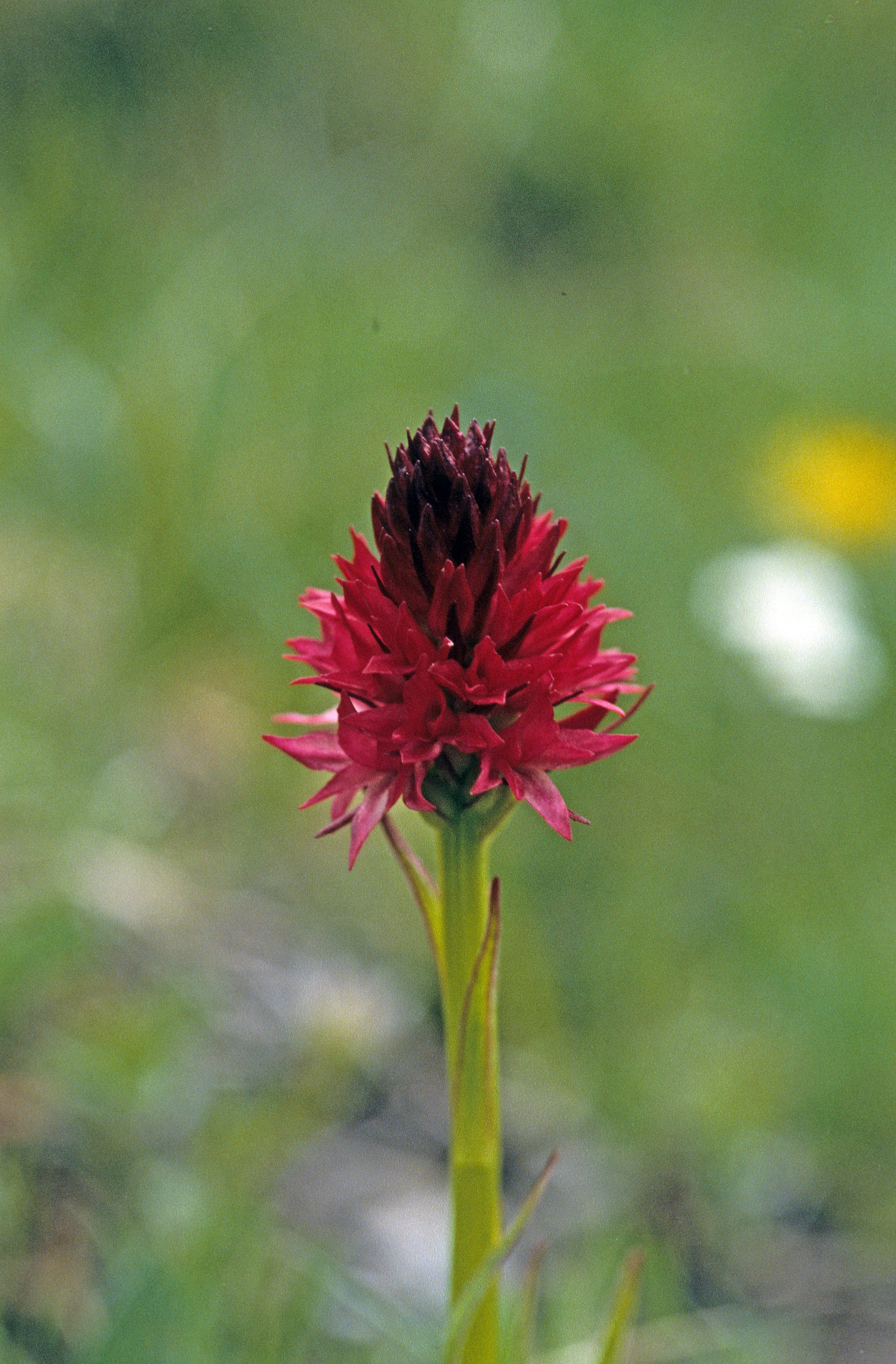 : Nigritella nigra.