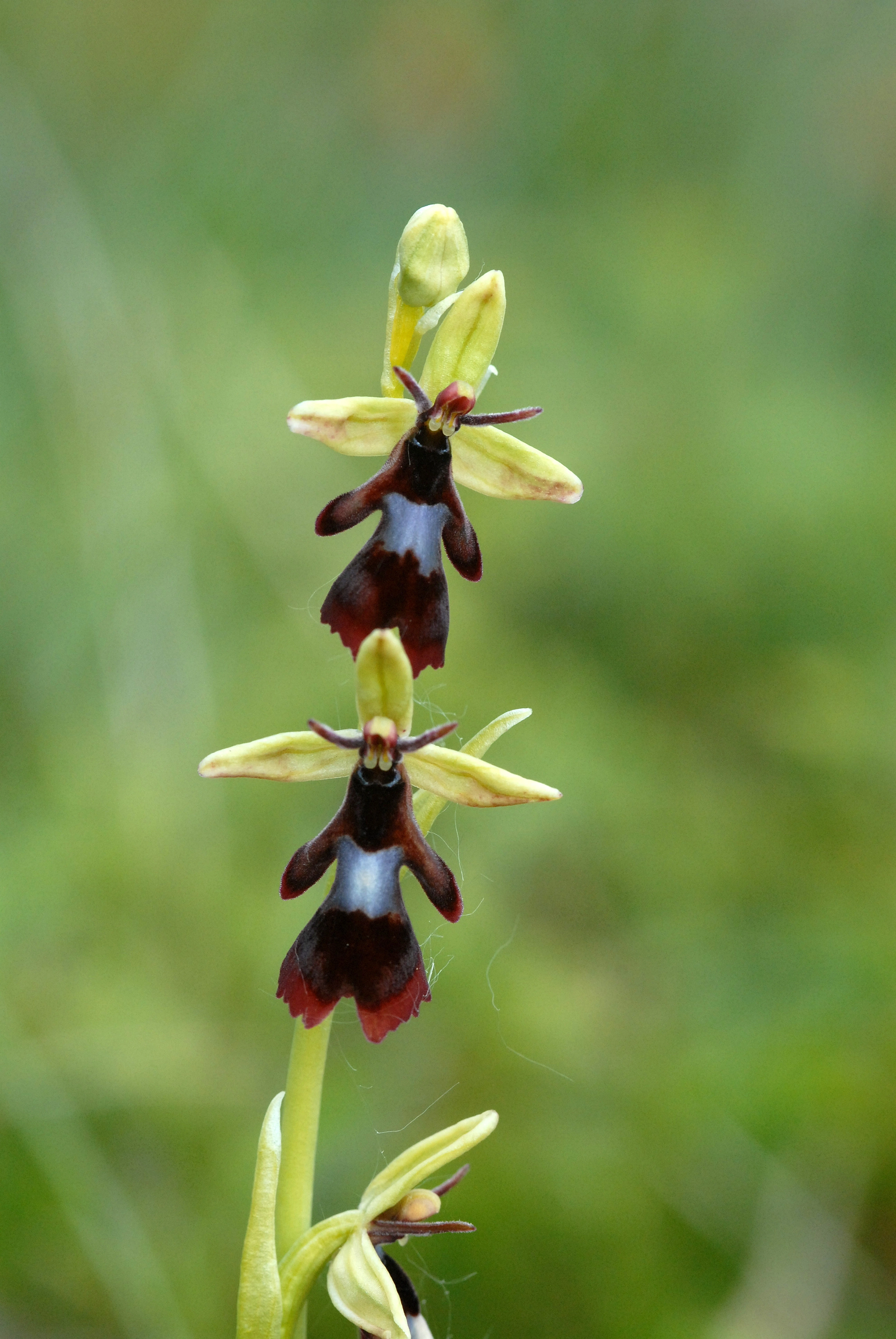 : Ophrys insectifera.