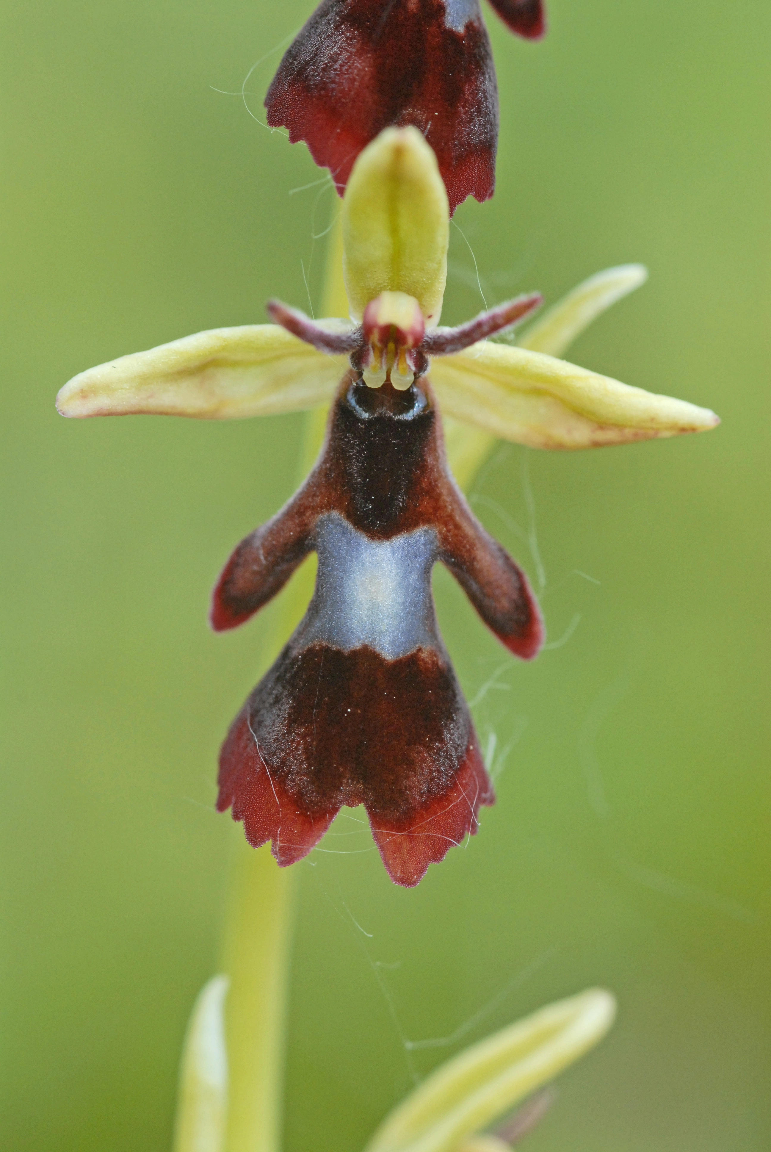 : Ophrys insectifera.