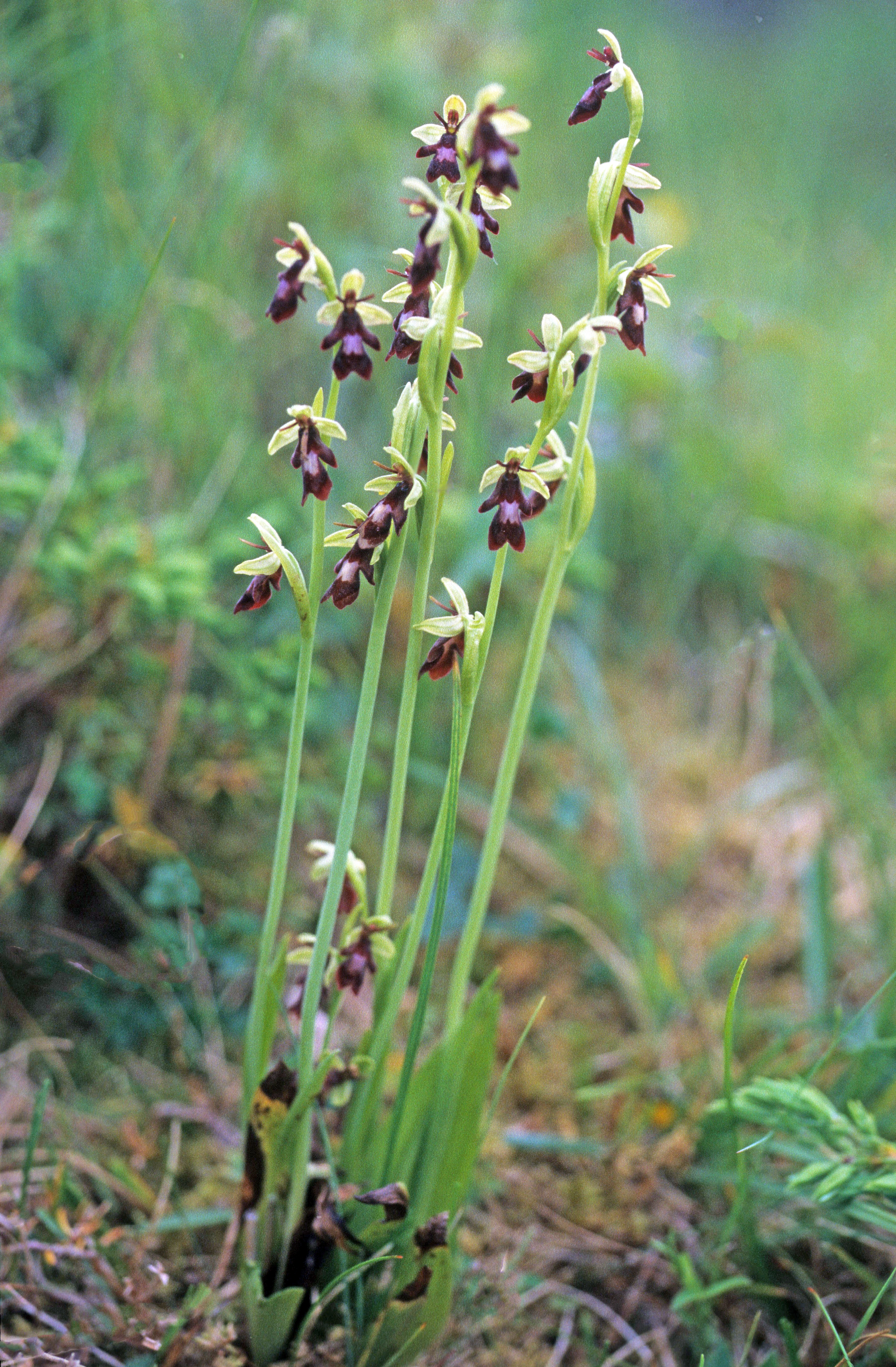 : Ophrys insectifera.