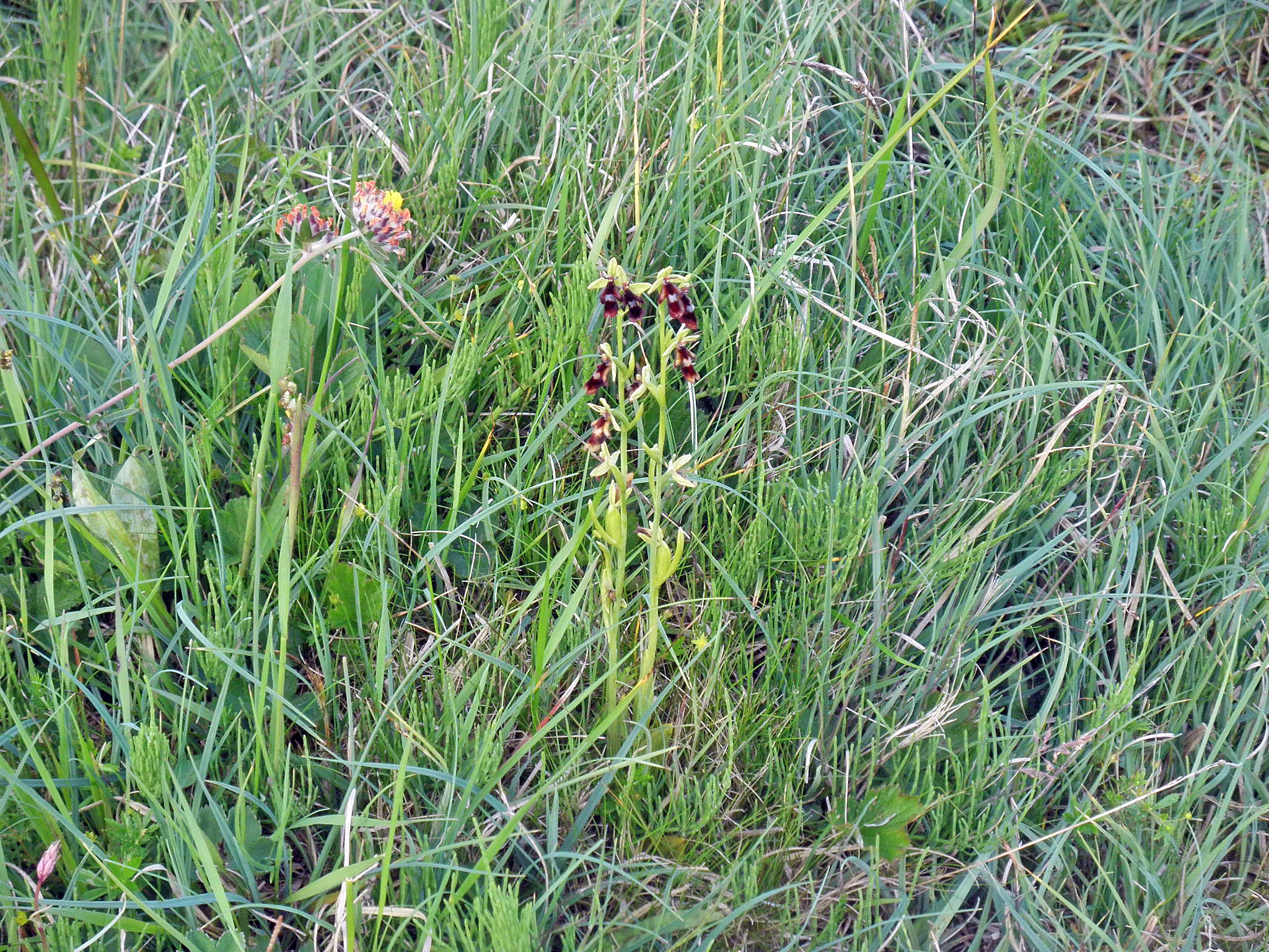 : Ophrys insectifera.