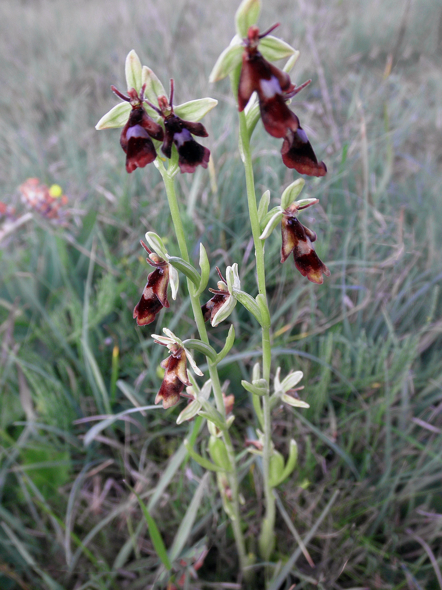 : Ophrys insectifera.