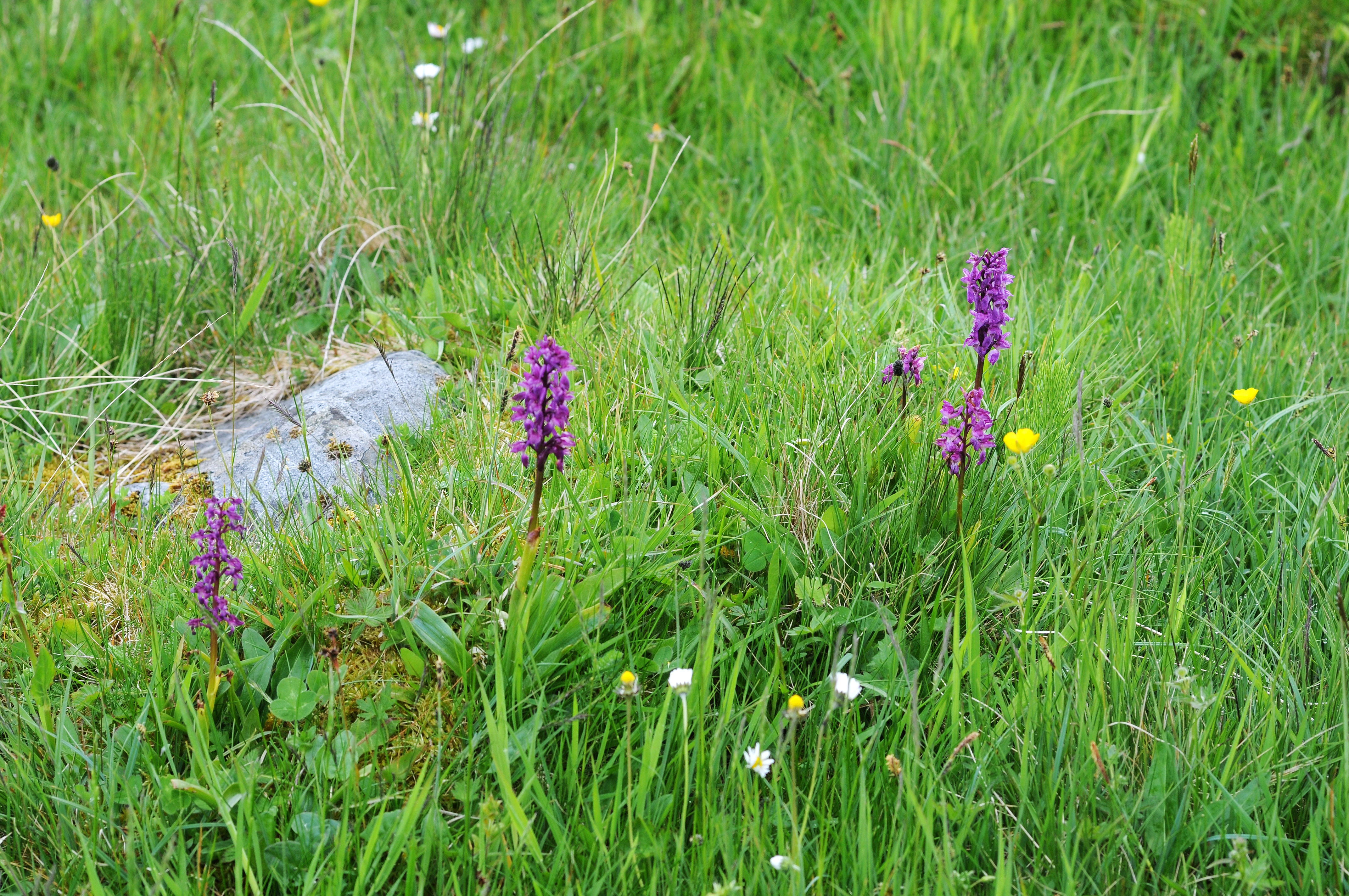 : Orchis mascula.