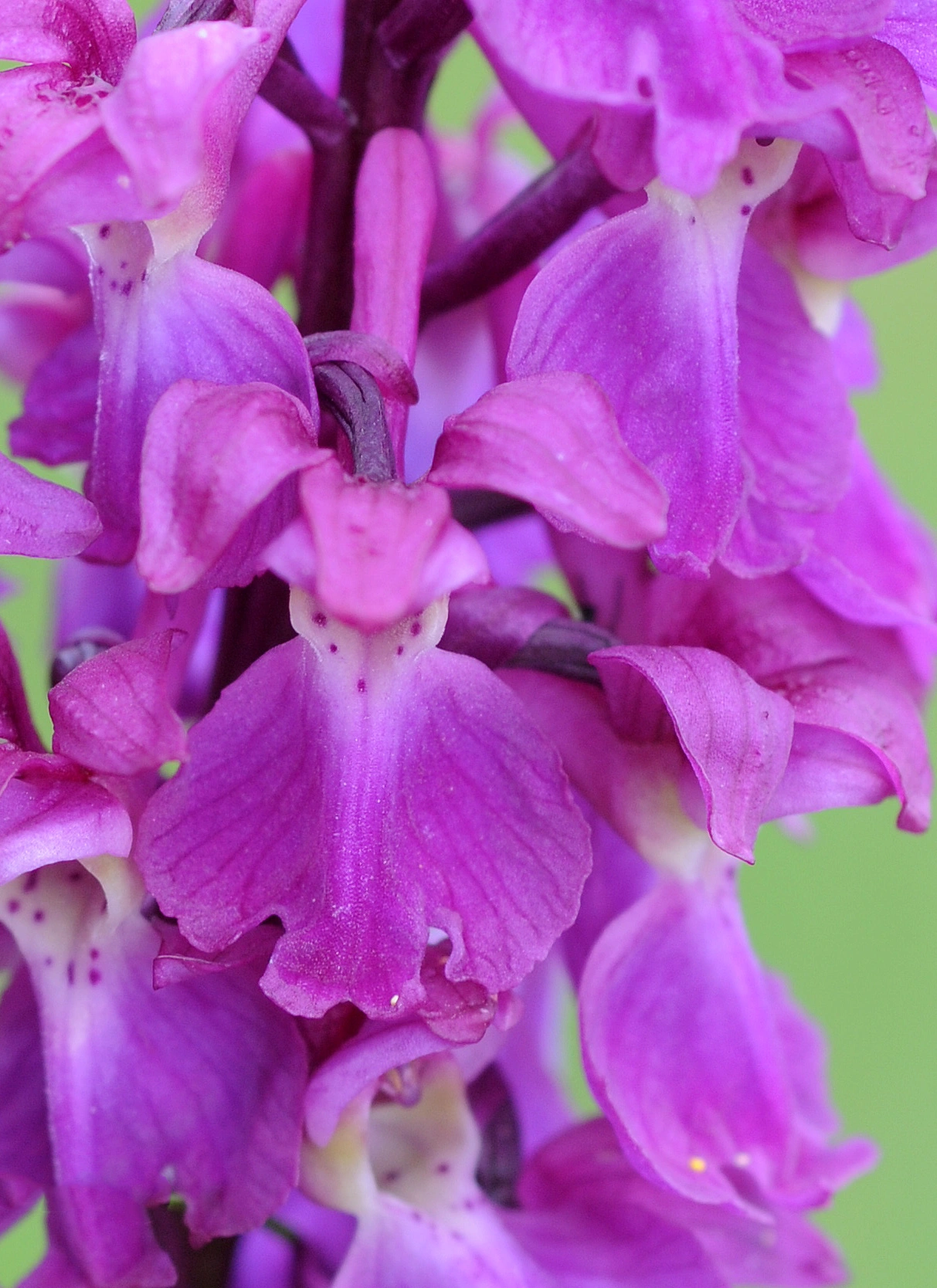 : Orchis mascula.