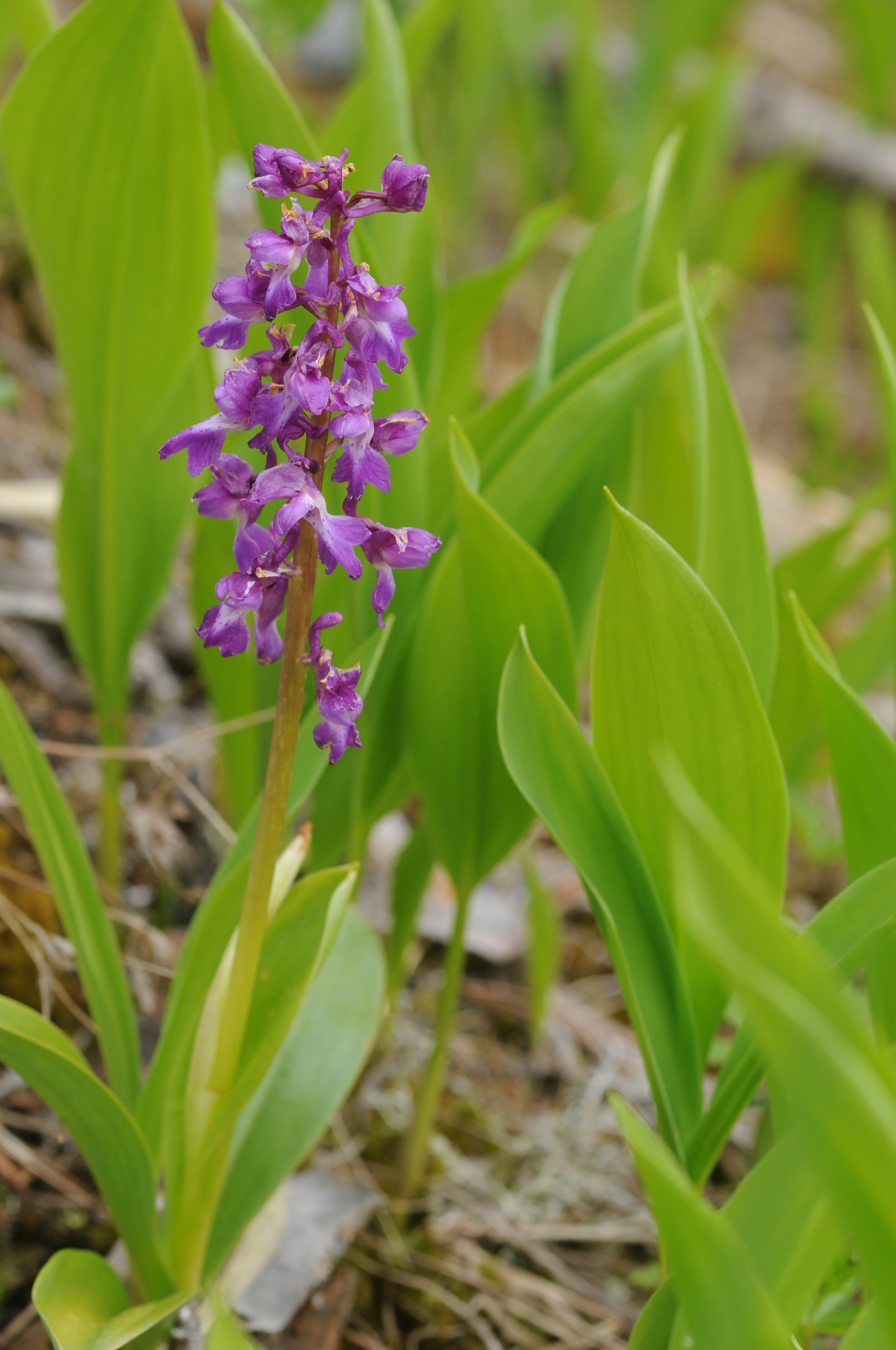 : Orchis mascula.