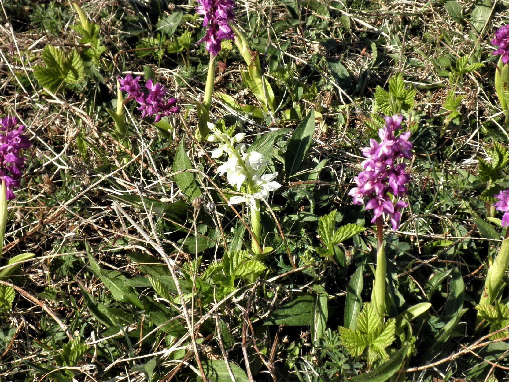 : Orchis mascula.