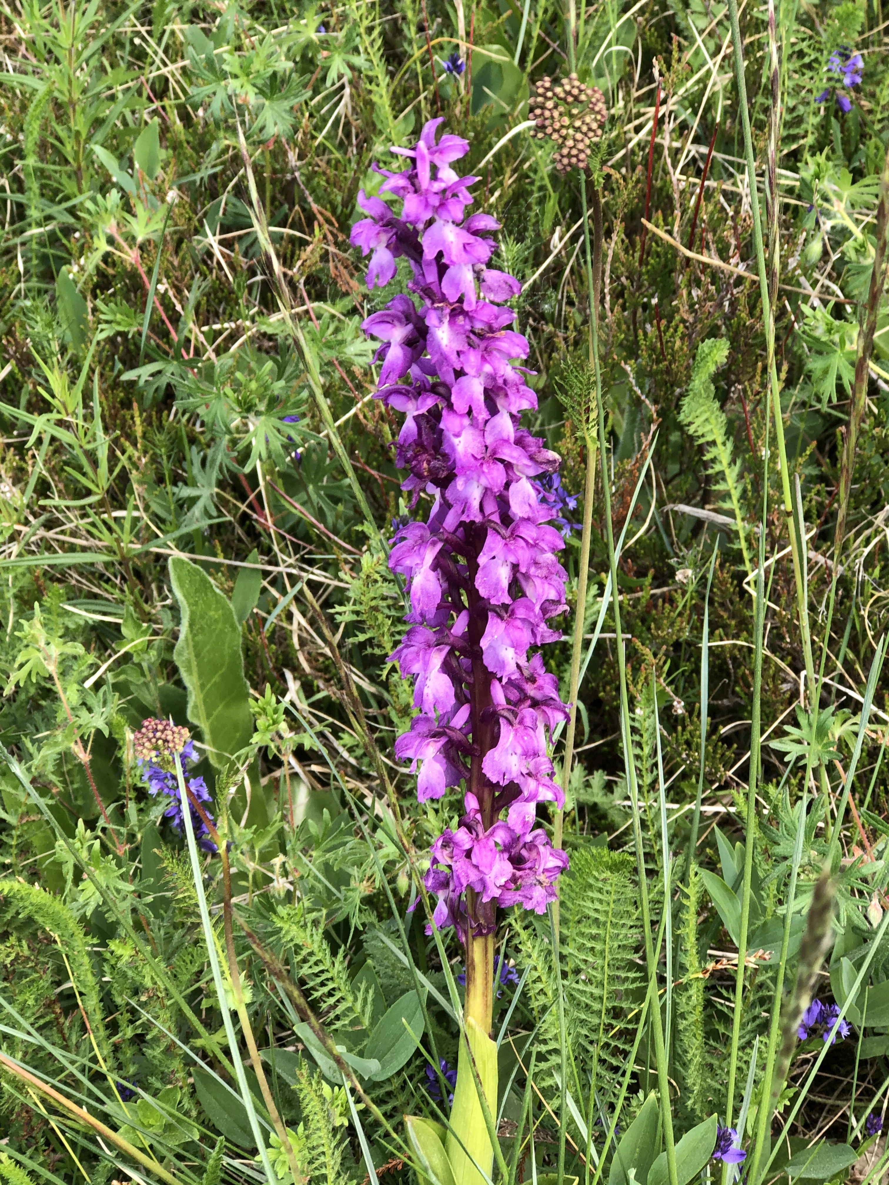 : Orchis mascula.