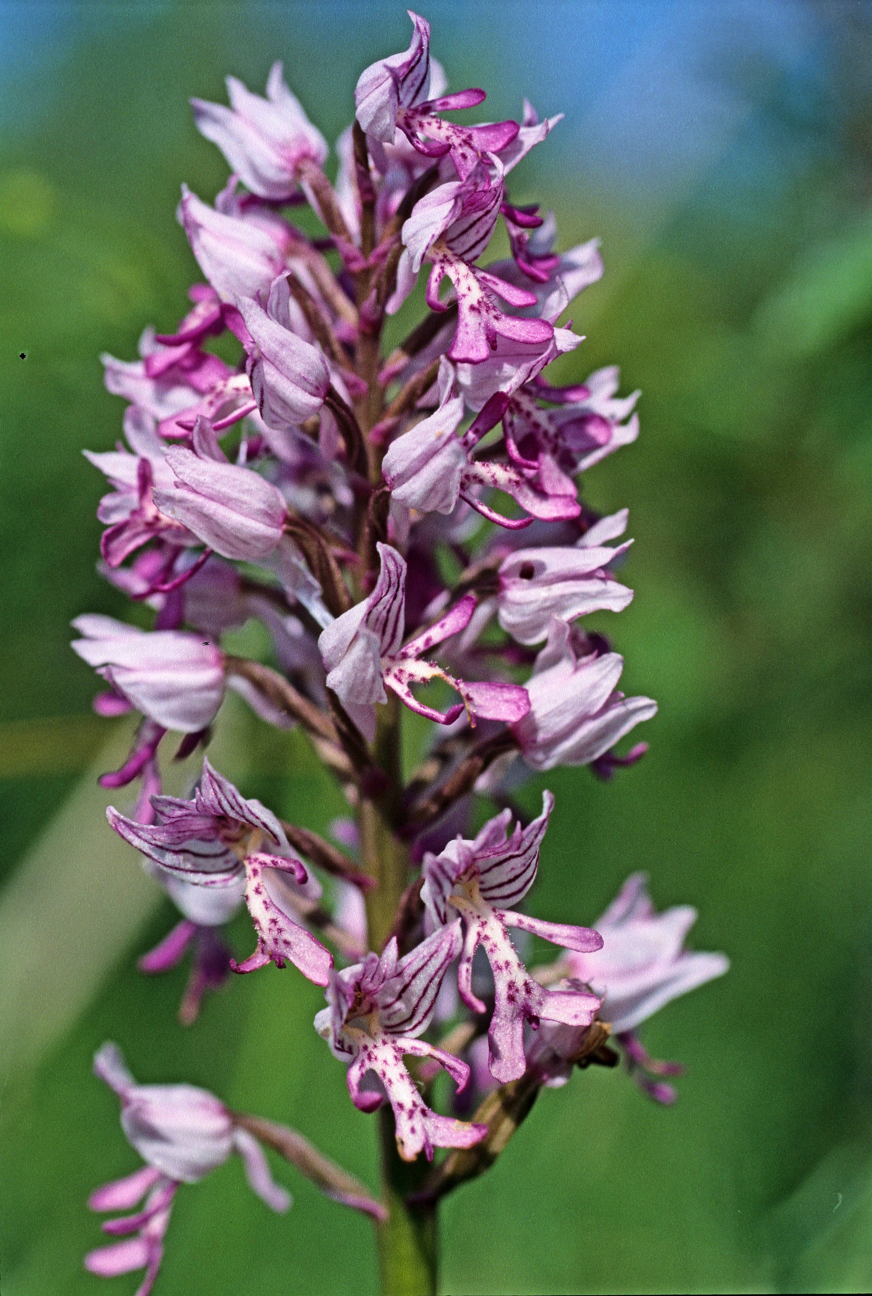 : Orchis militaris.