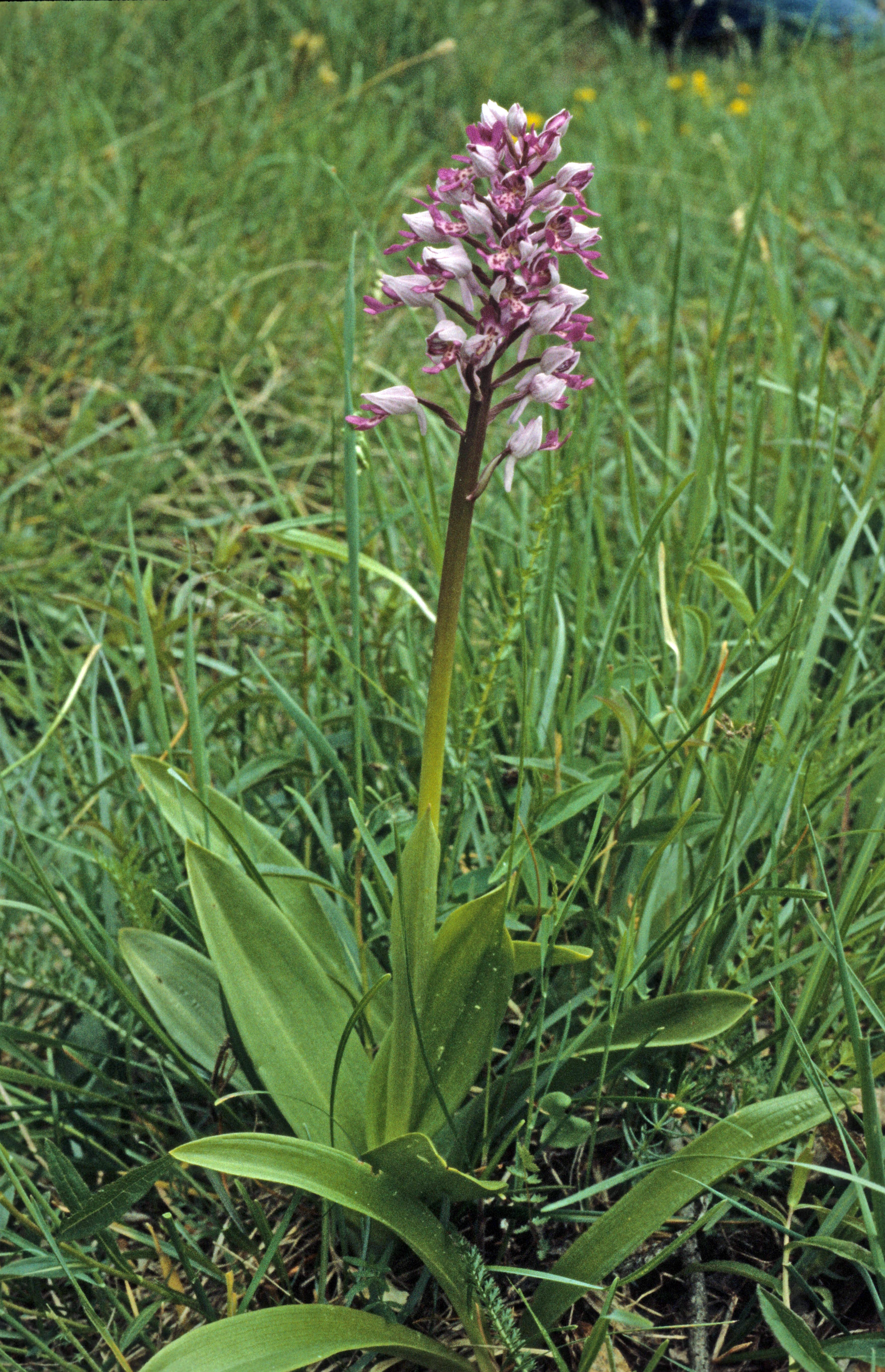 : Orchis militaris.