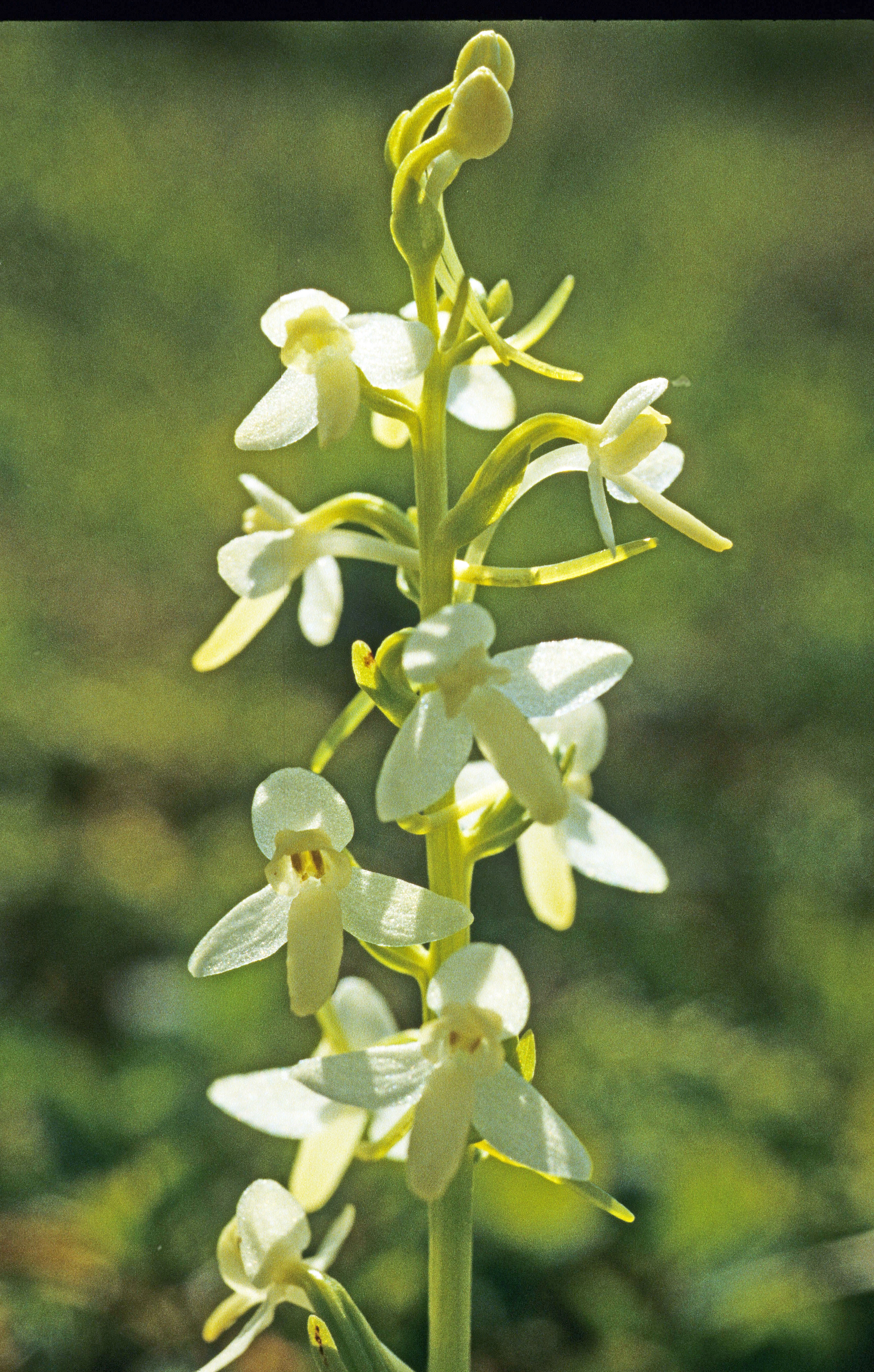 : Platanthera bifolia.