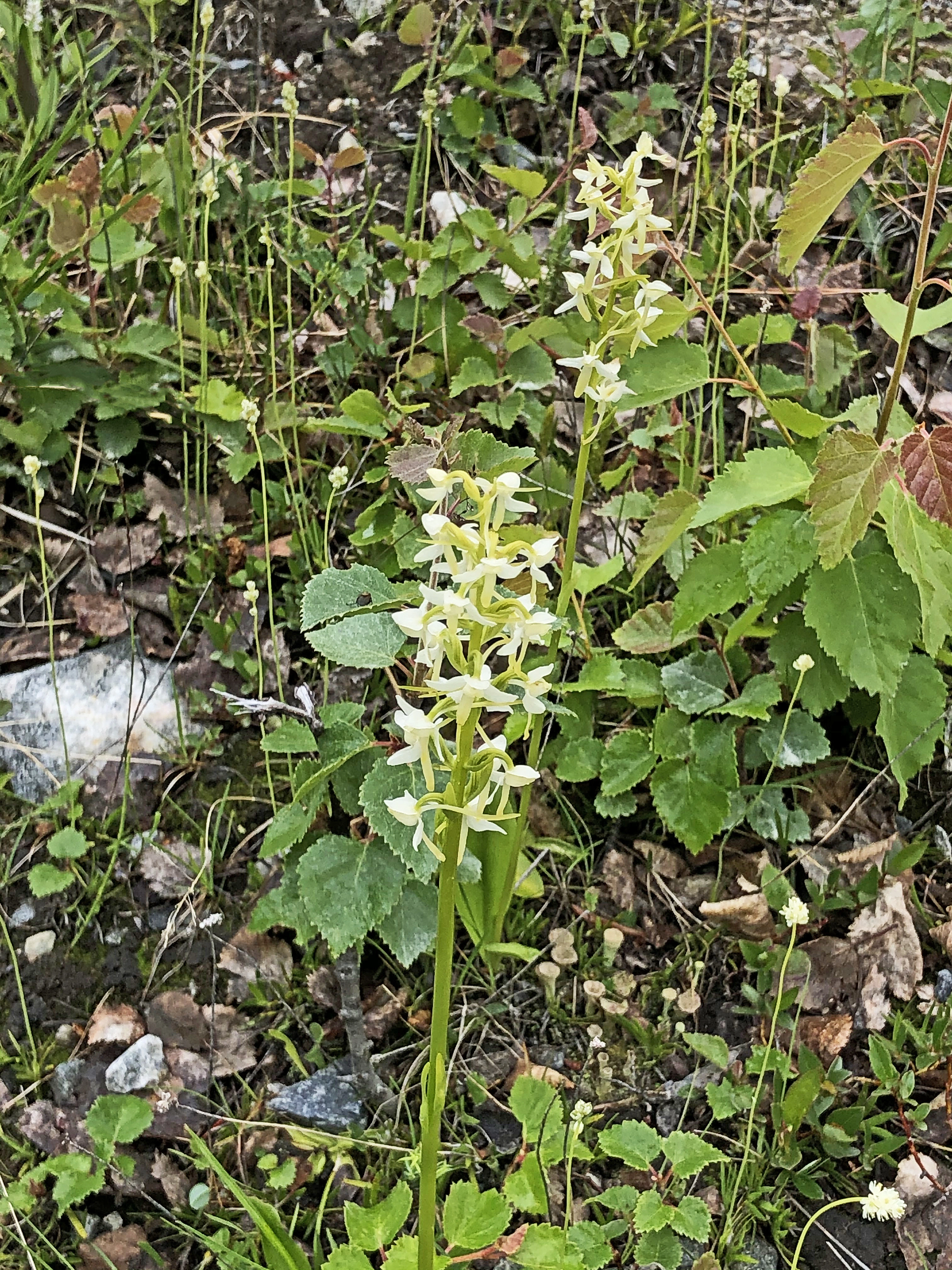 : Platanthera bifolia bifolia.