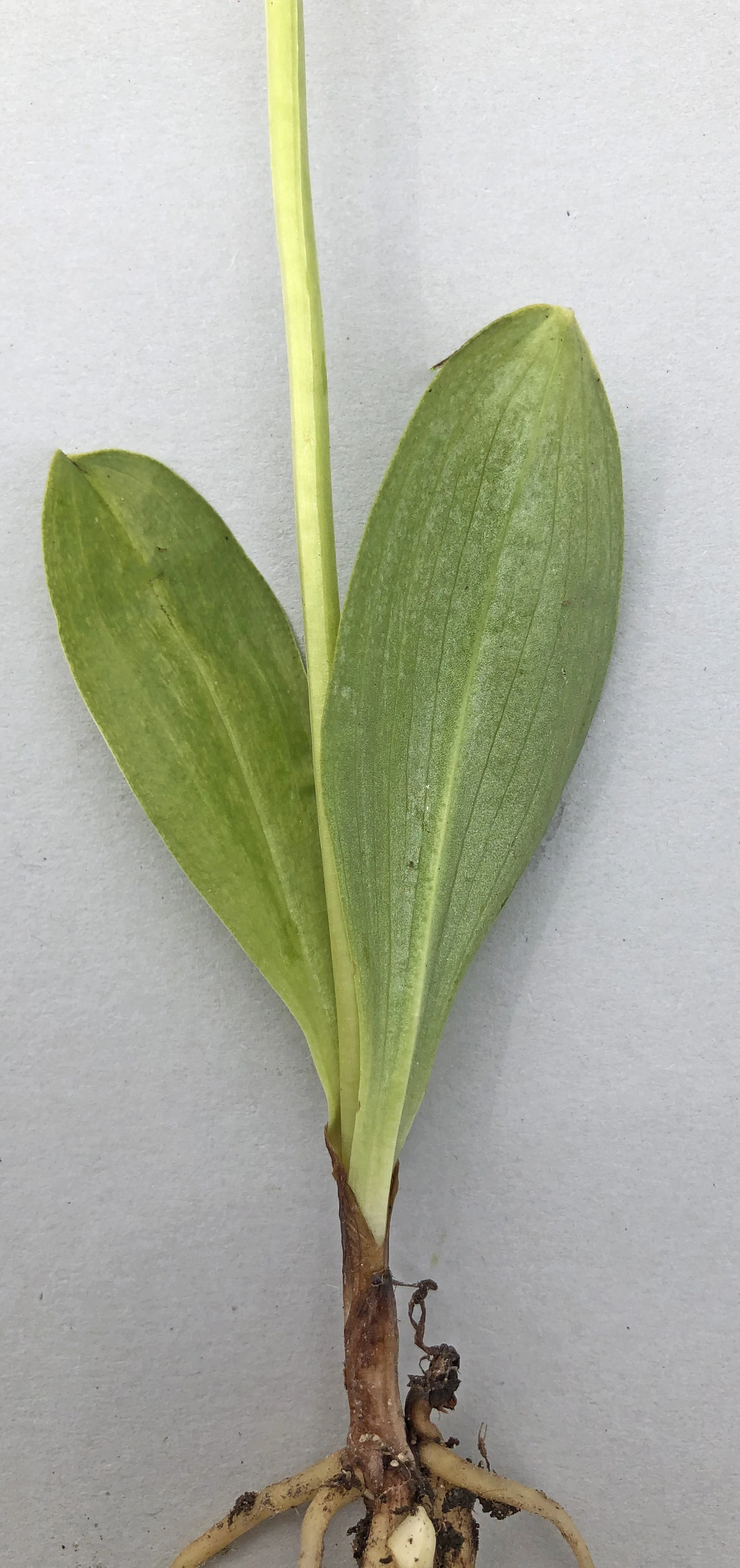 : Platanthera bifolia bifolia.