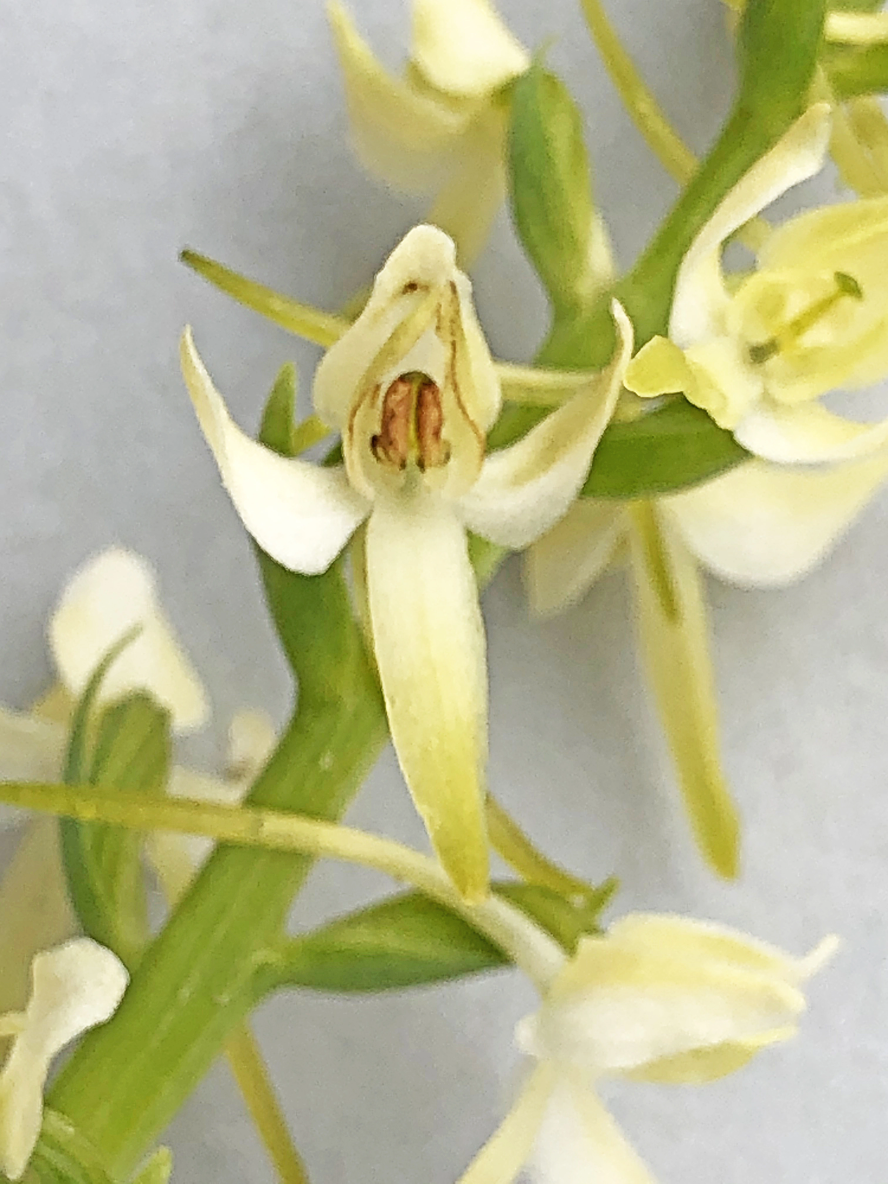 : Platanthera bifolia bifolia.