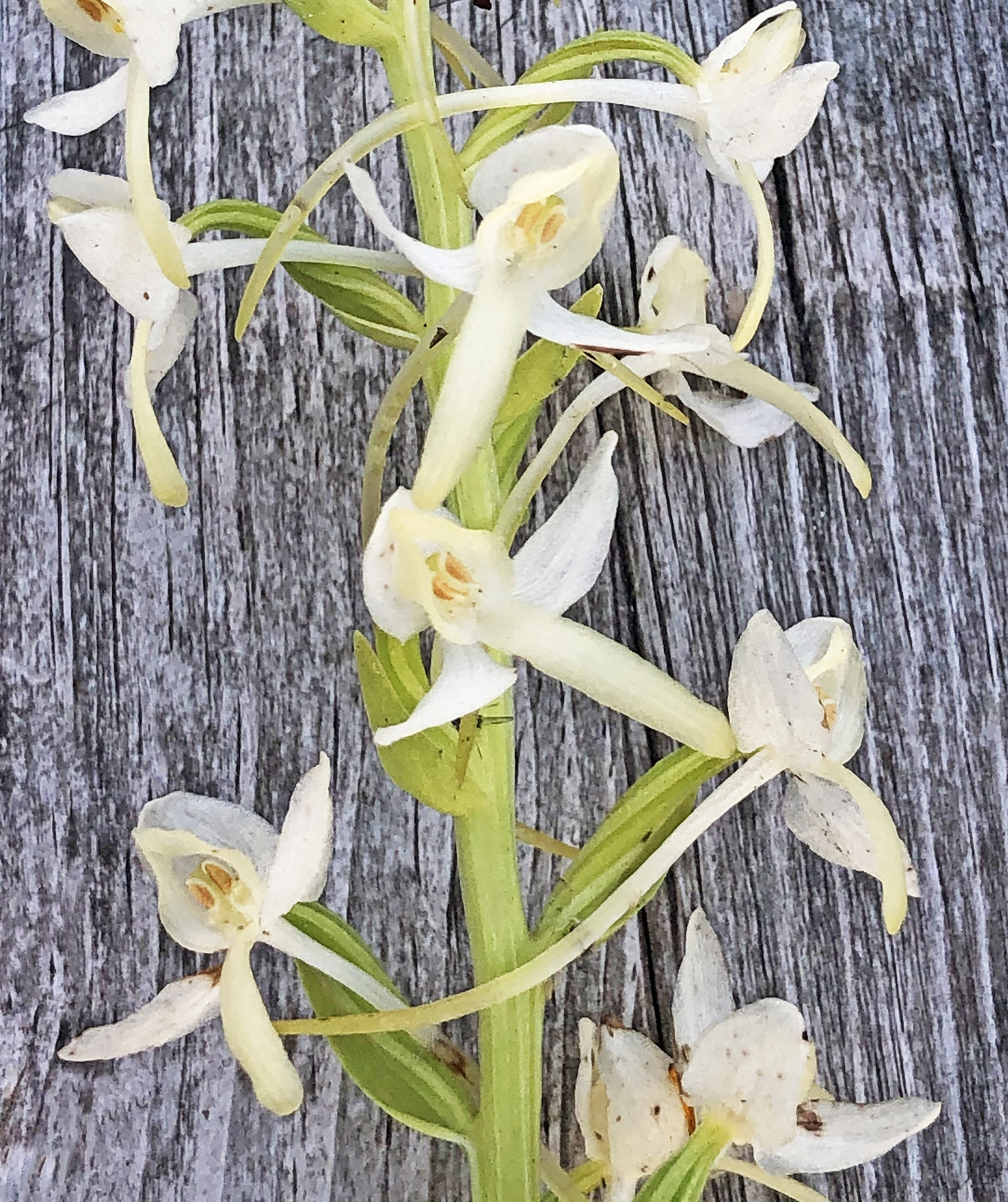 : Platanthera bifolia latiflora.