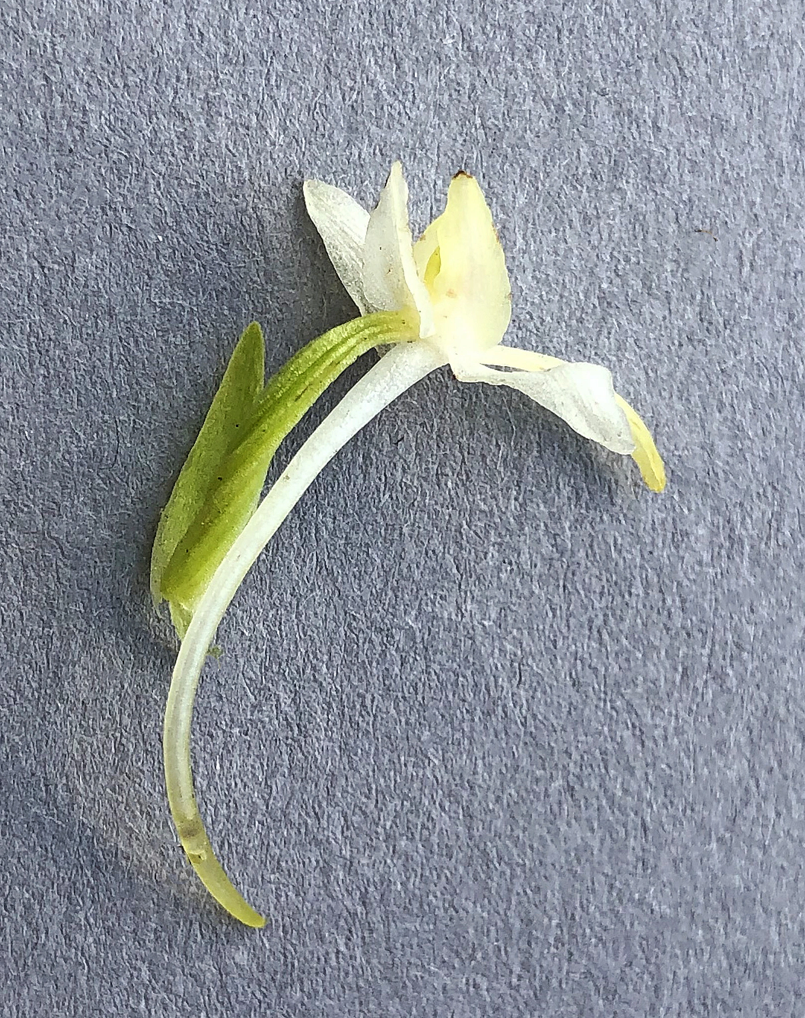 : Platanthera bifolia latiflora.