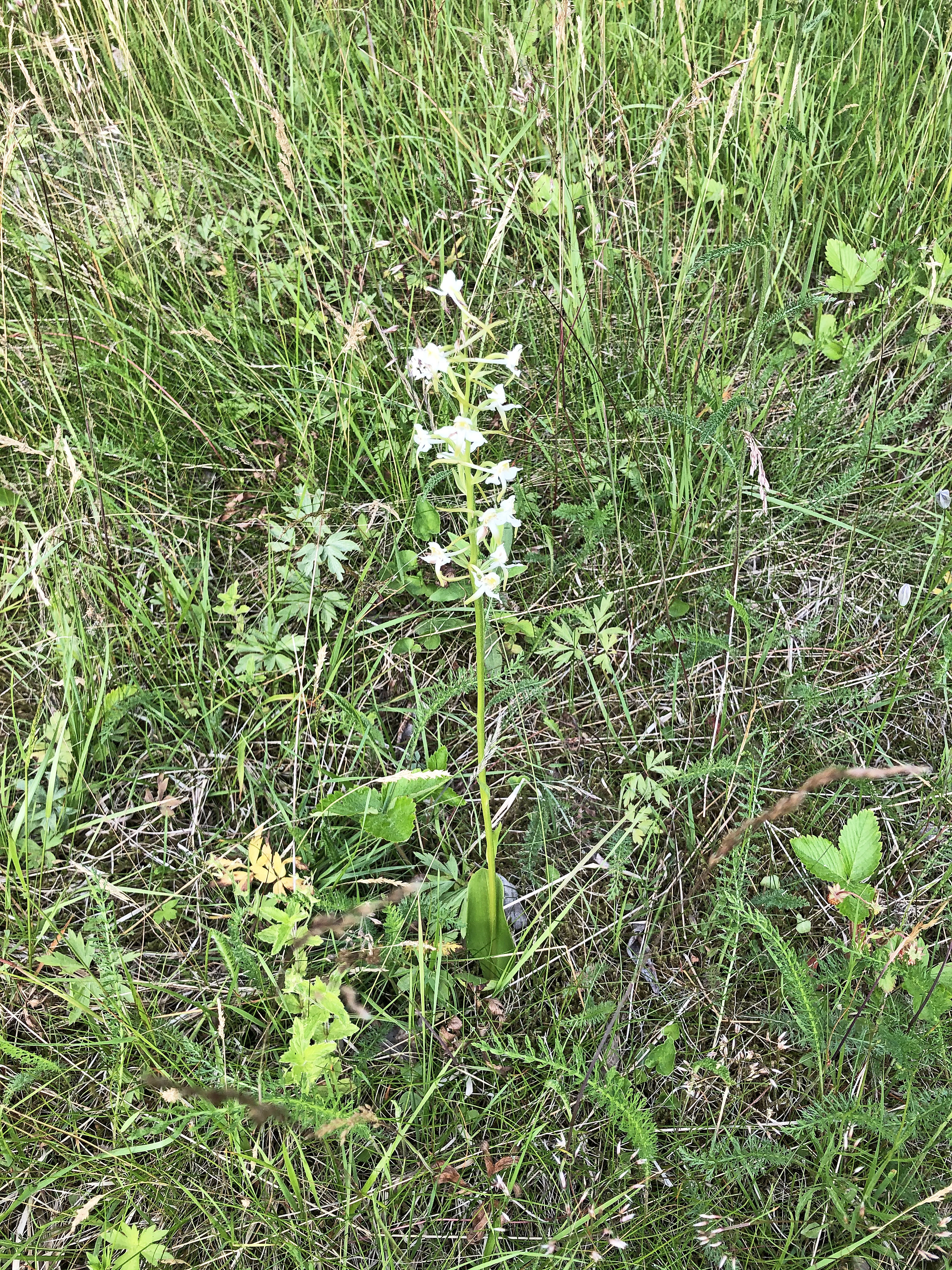 : Platanthera chlorantha.