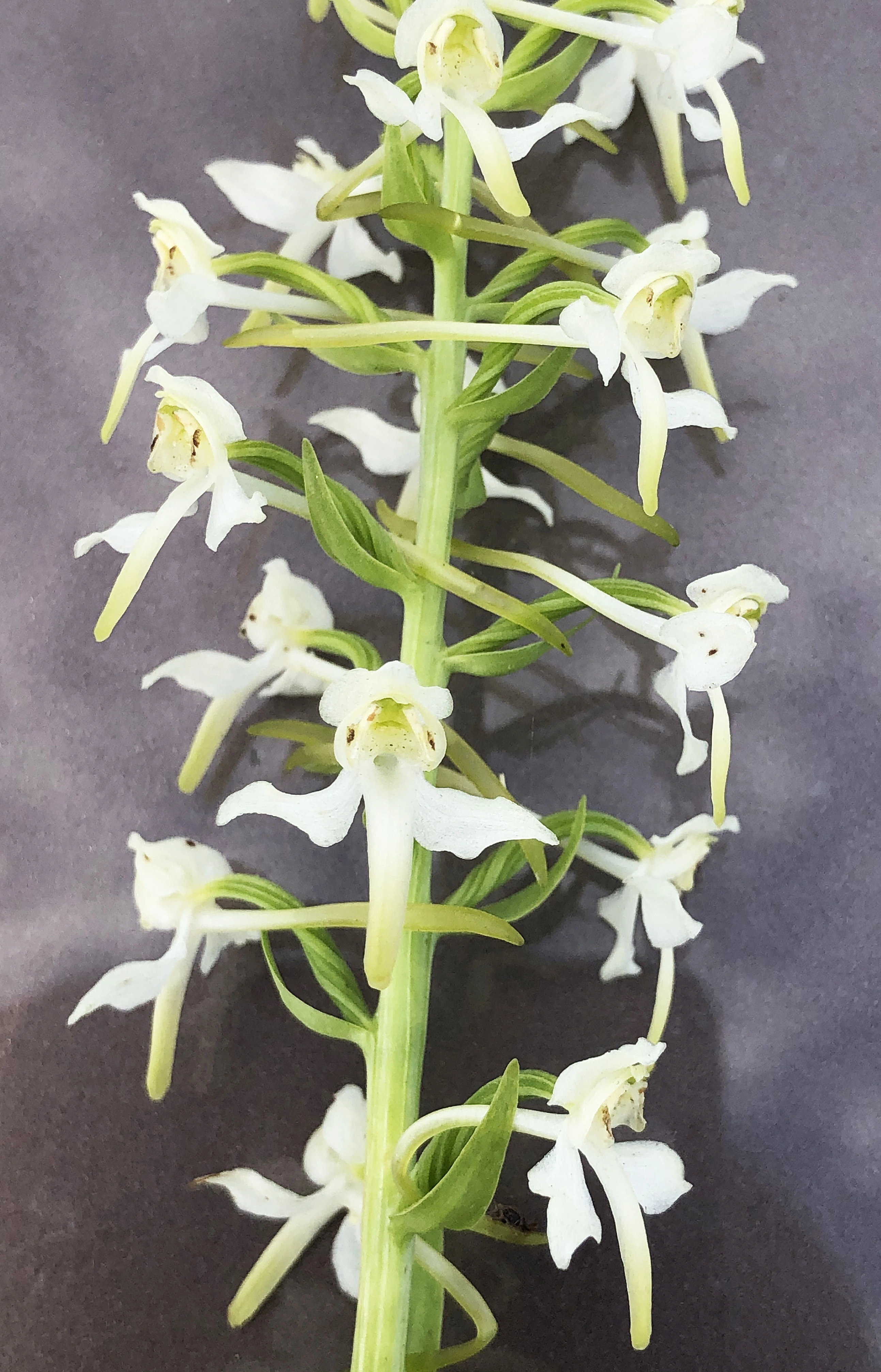 : Platanthera chlorantha.