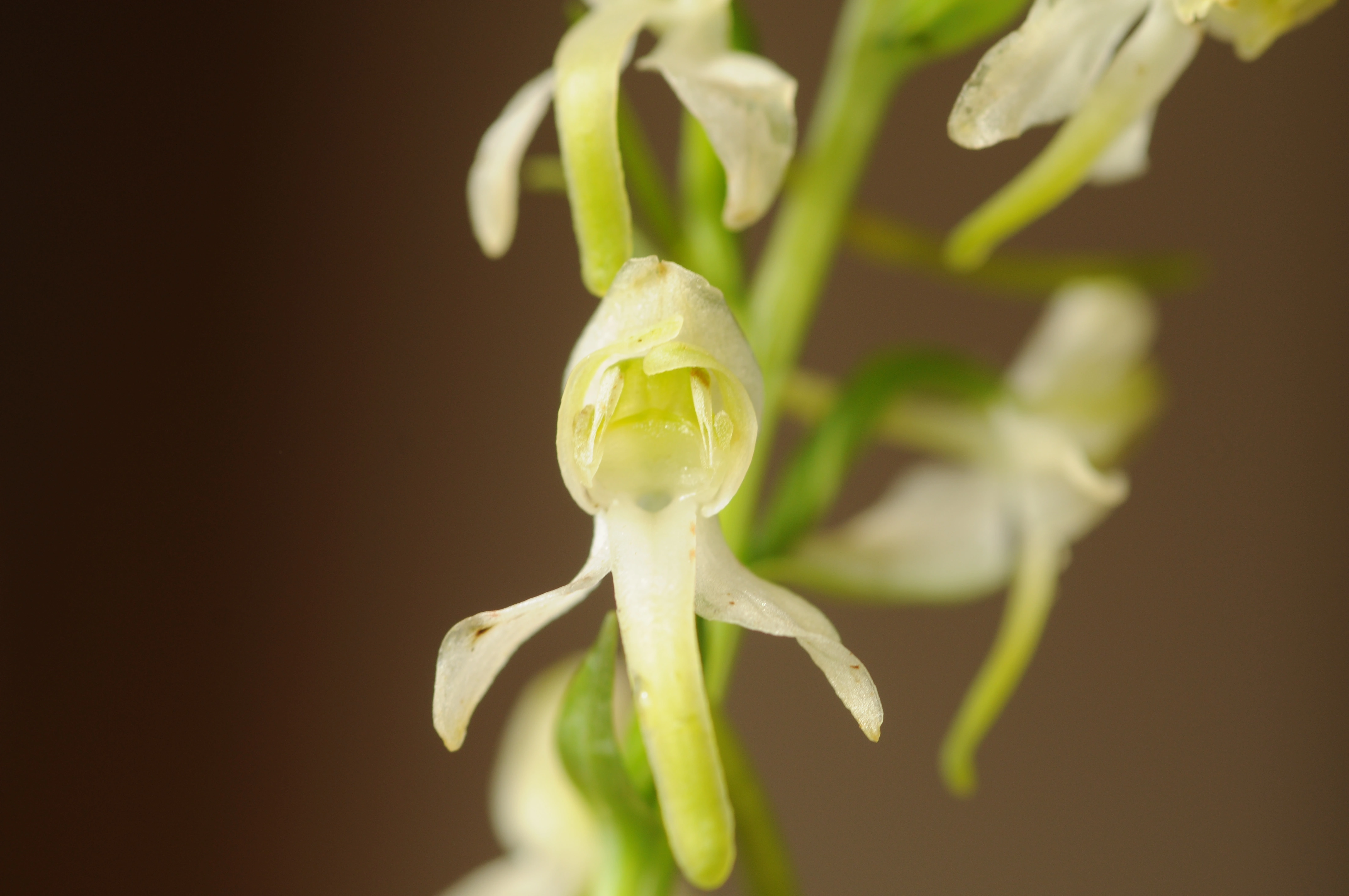 : Platanthera chlorantha.