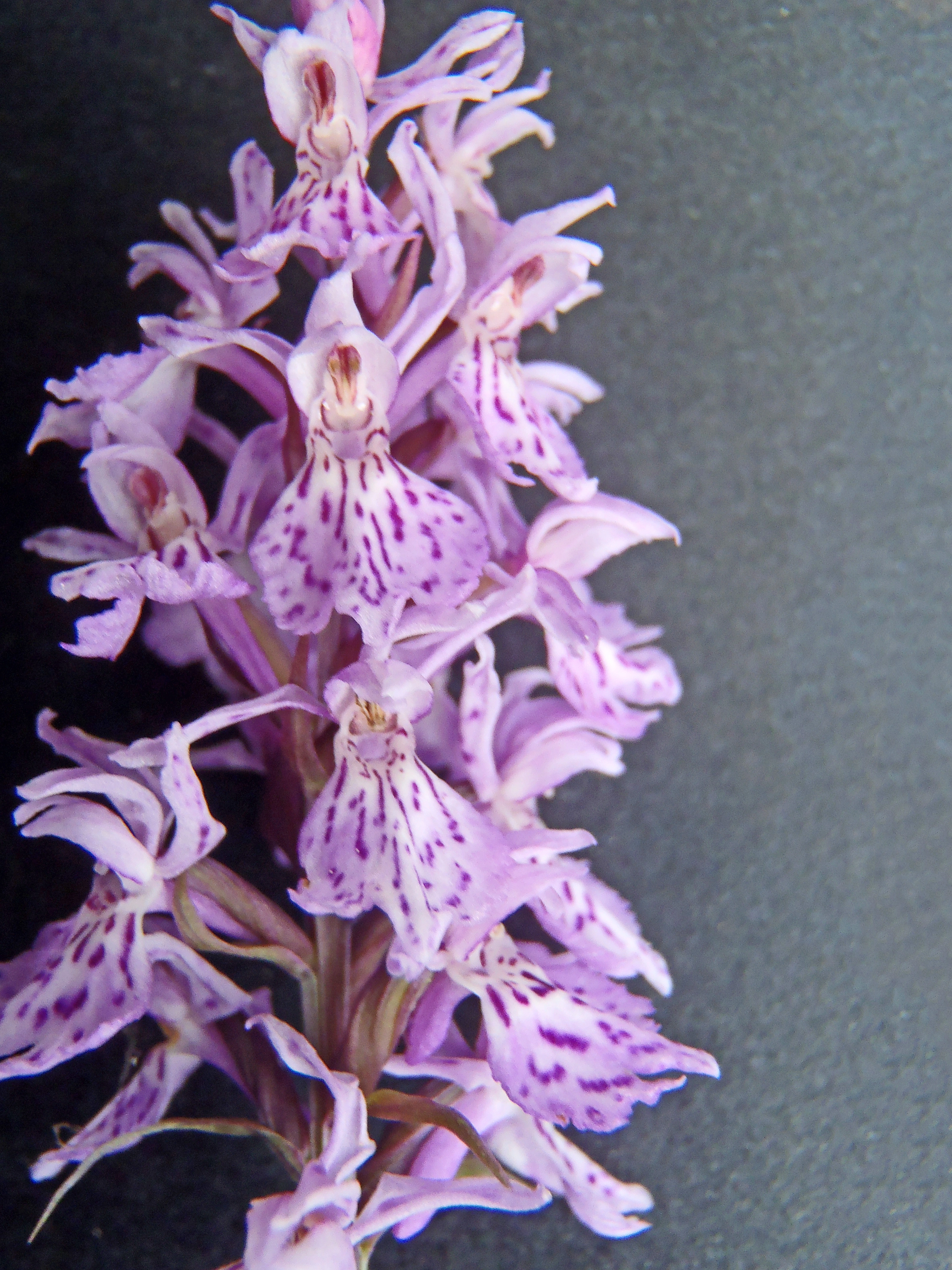 : Dactylorhiza maculata fuchsii.