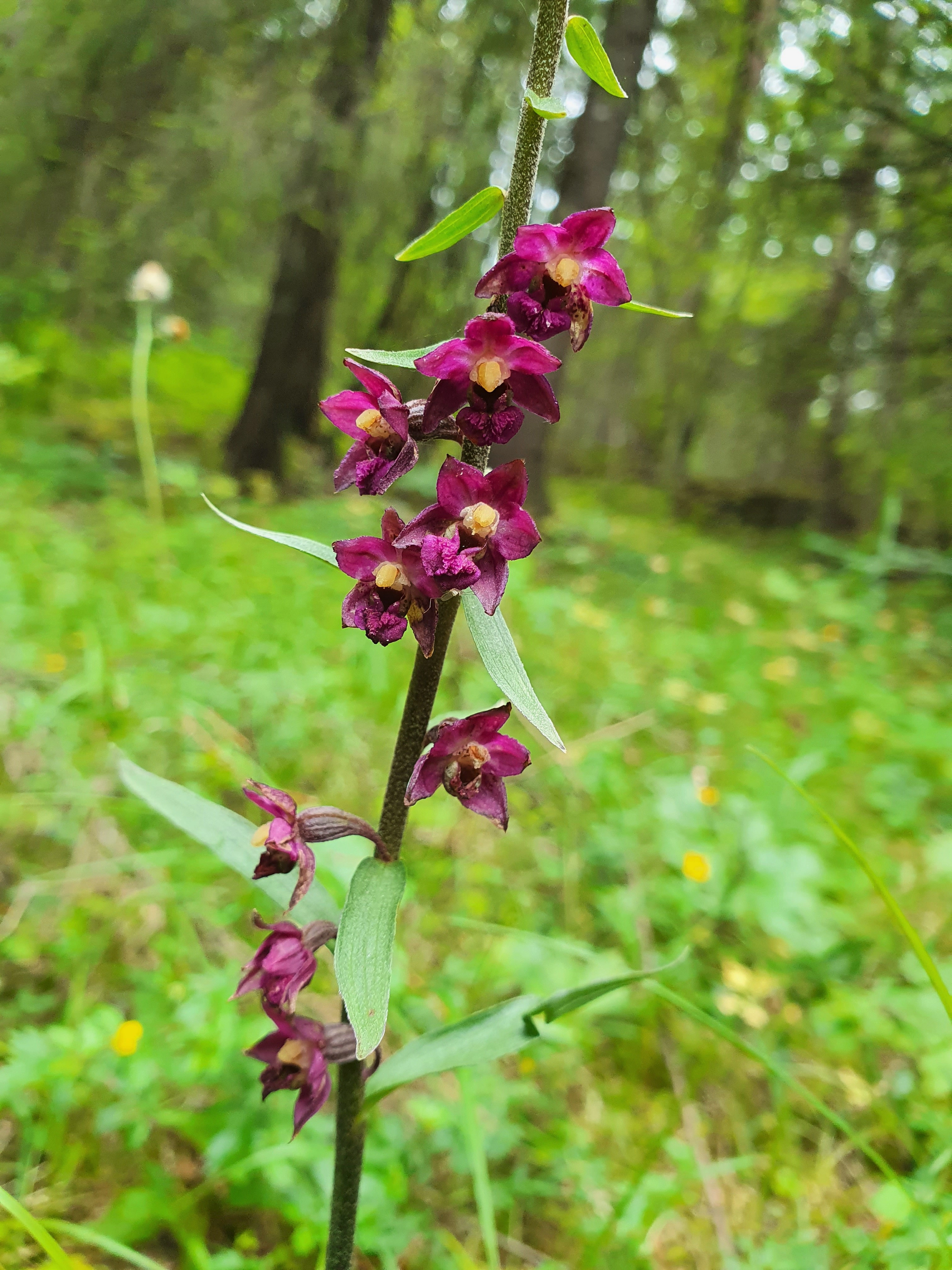 : Epipactis atrorubens.