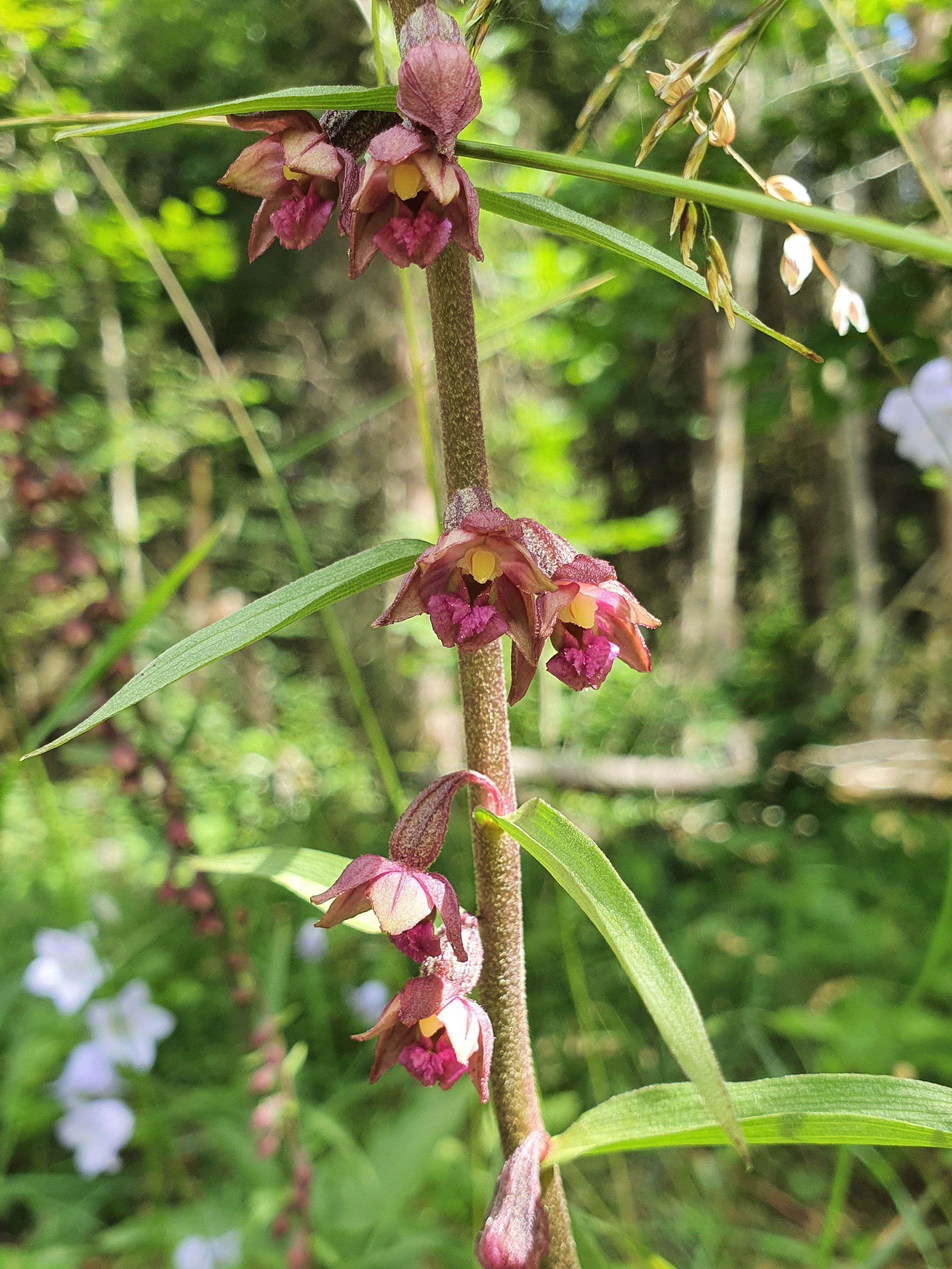 : Epipactis atrorubens.