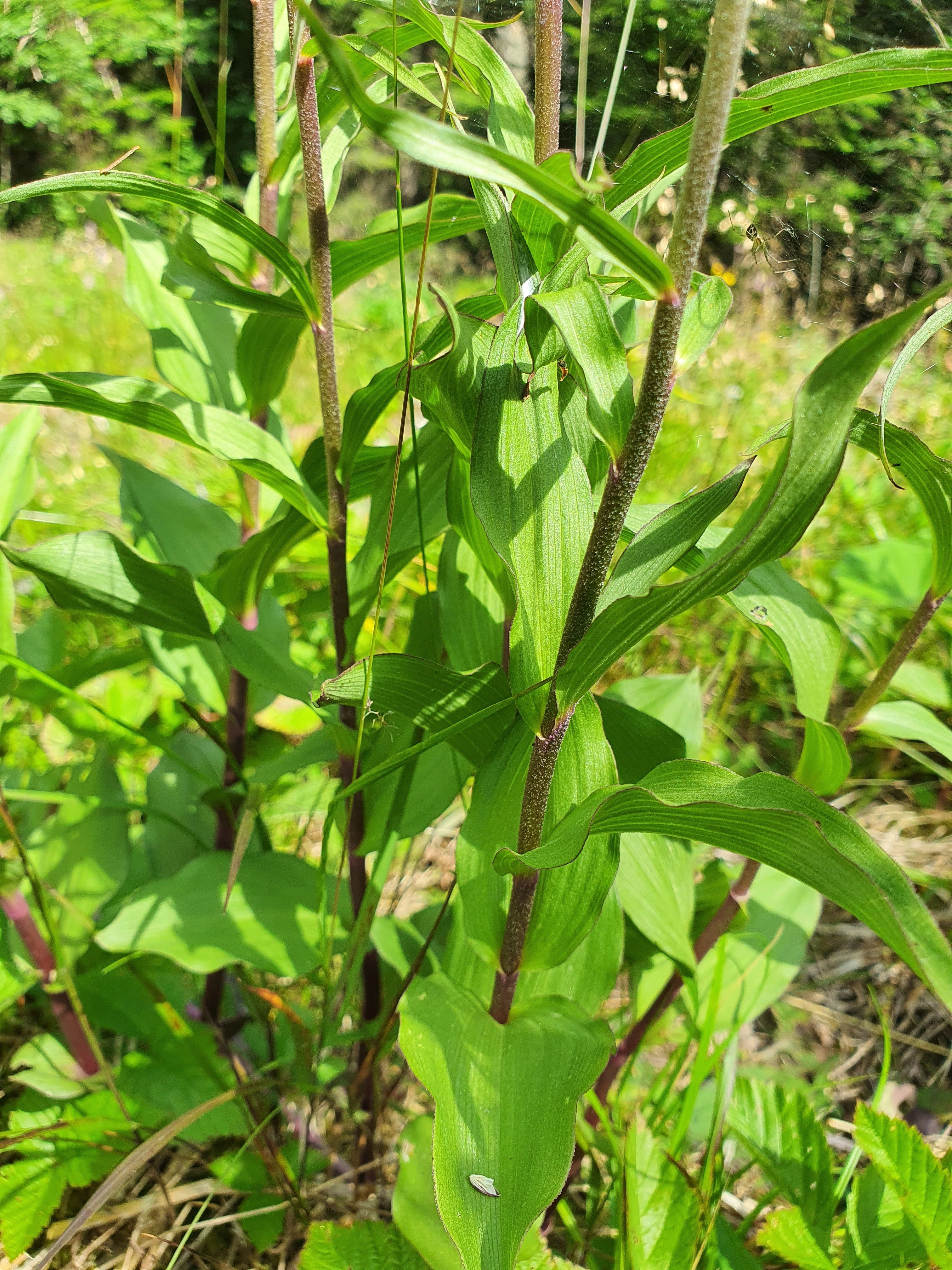 : Epipactis atrorubens.