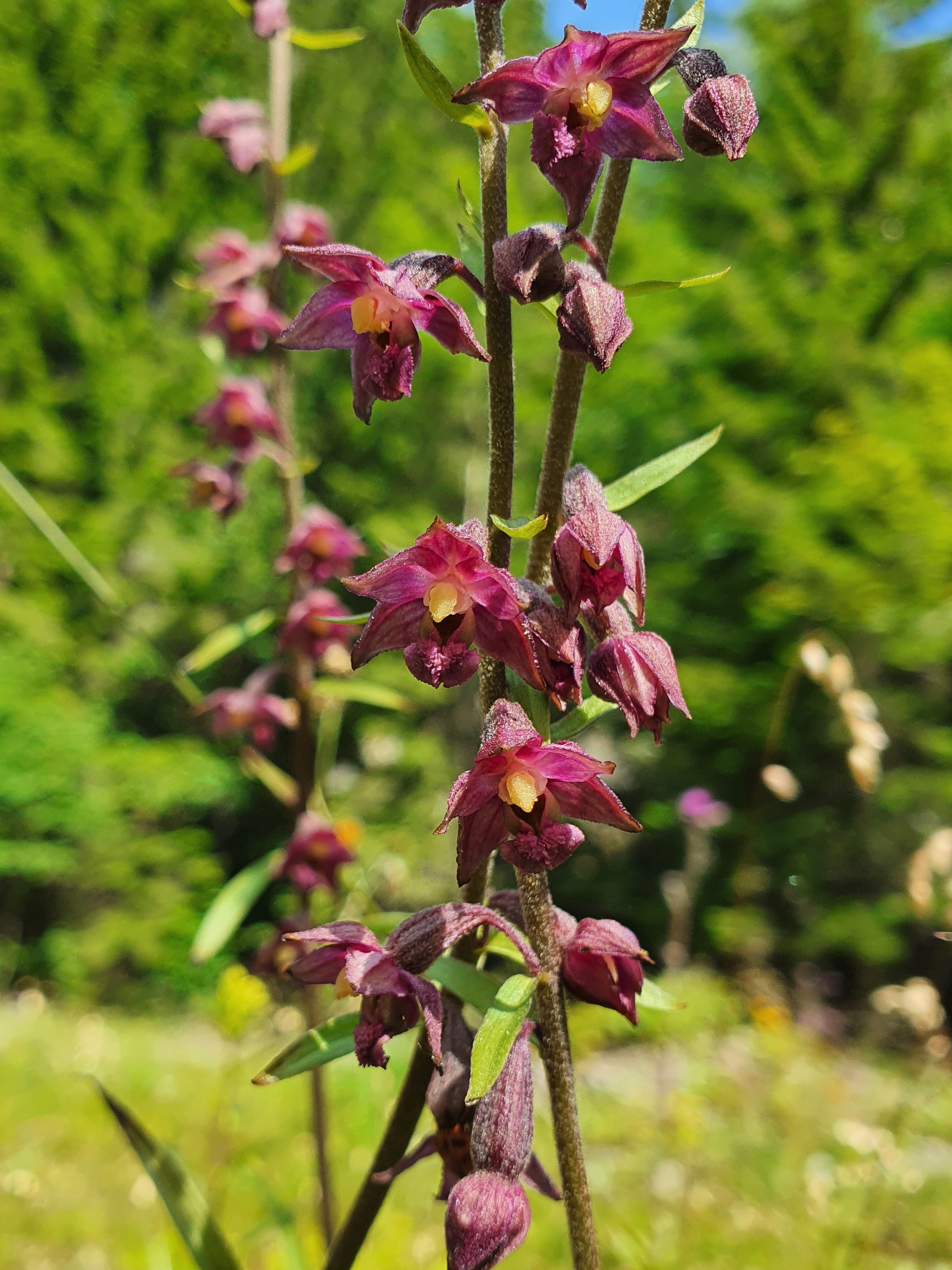 : Epipactis atrorubens.